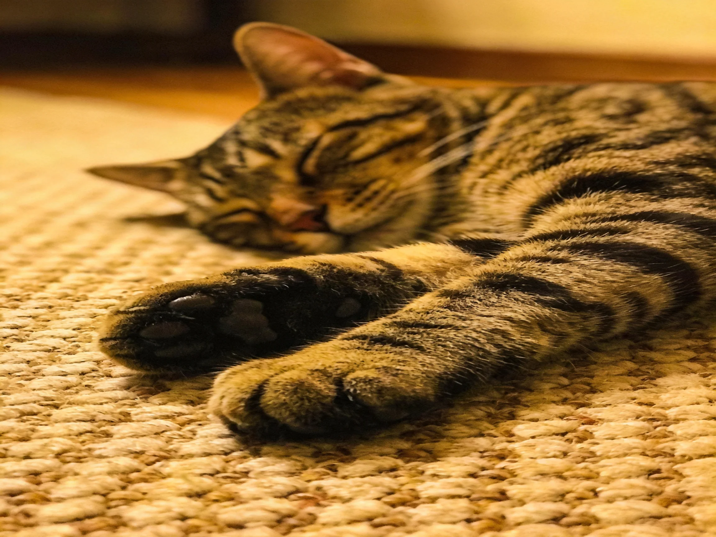 A relaxed tabby cat sleeping on a textured beige carpet