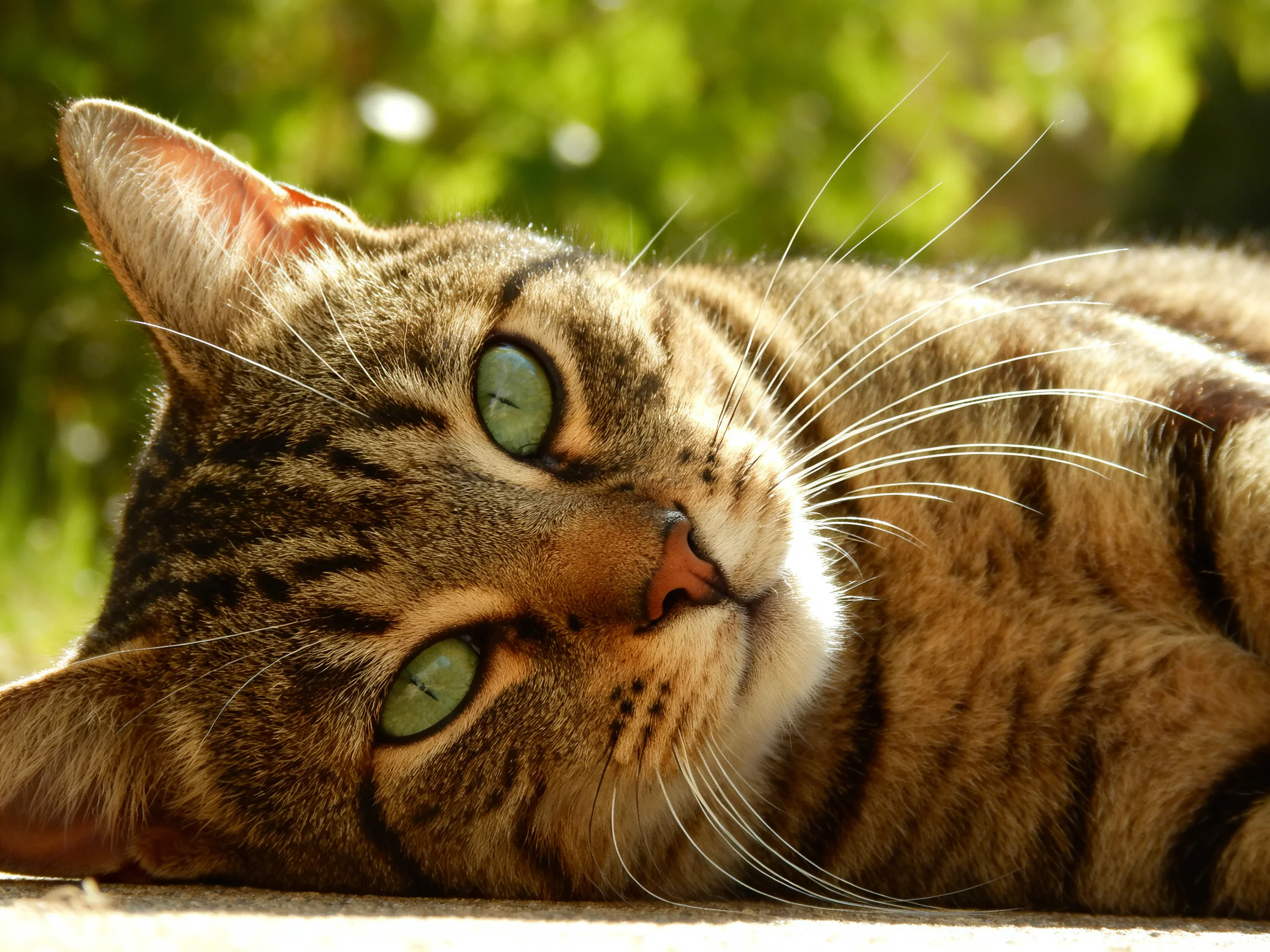 A relaxed tabby cat with bright green eyes resting outdoors