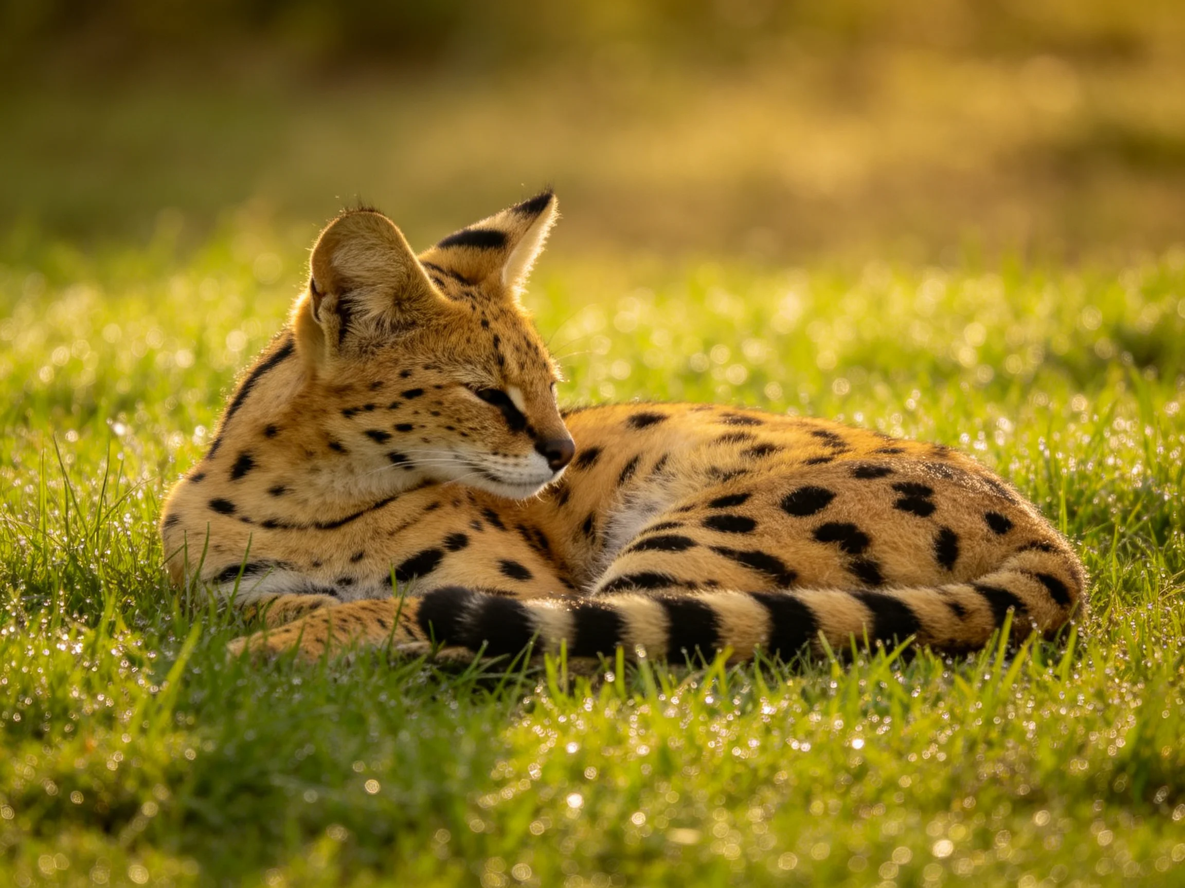 A savanna cat rests on dewy green grass under golden light