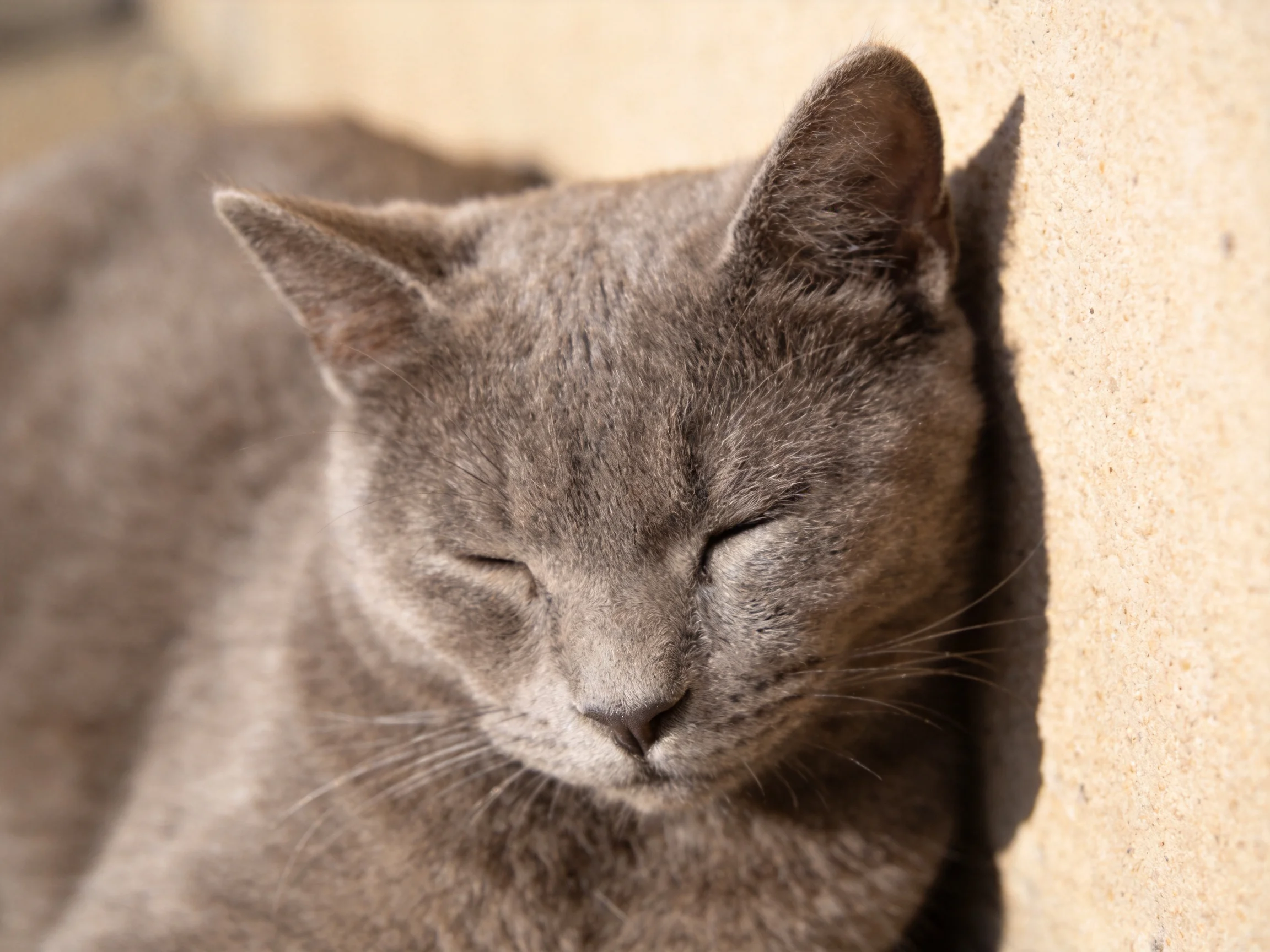 A serene gray cat resting against a textured beige wall