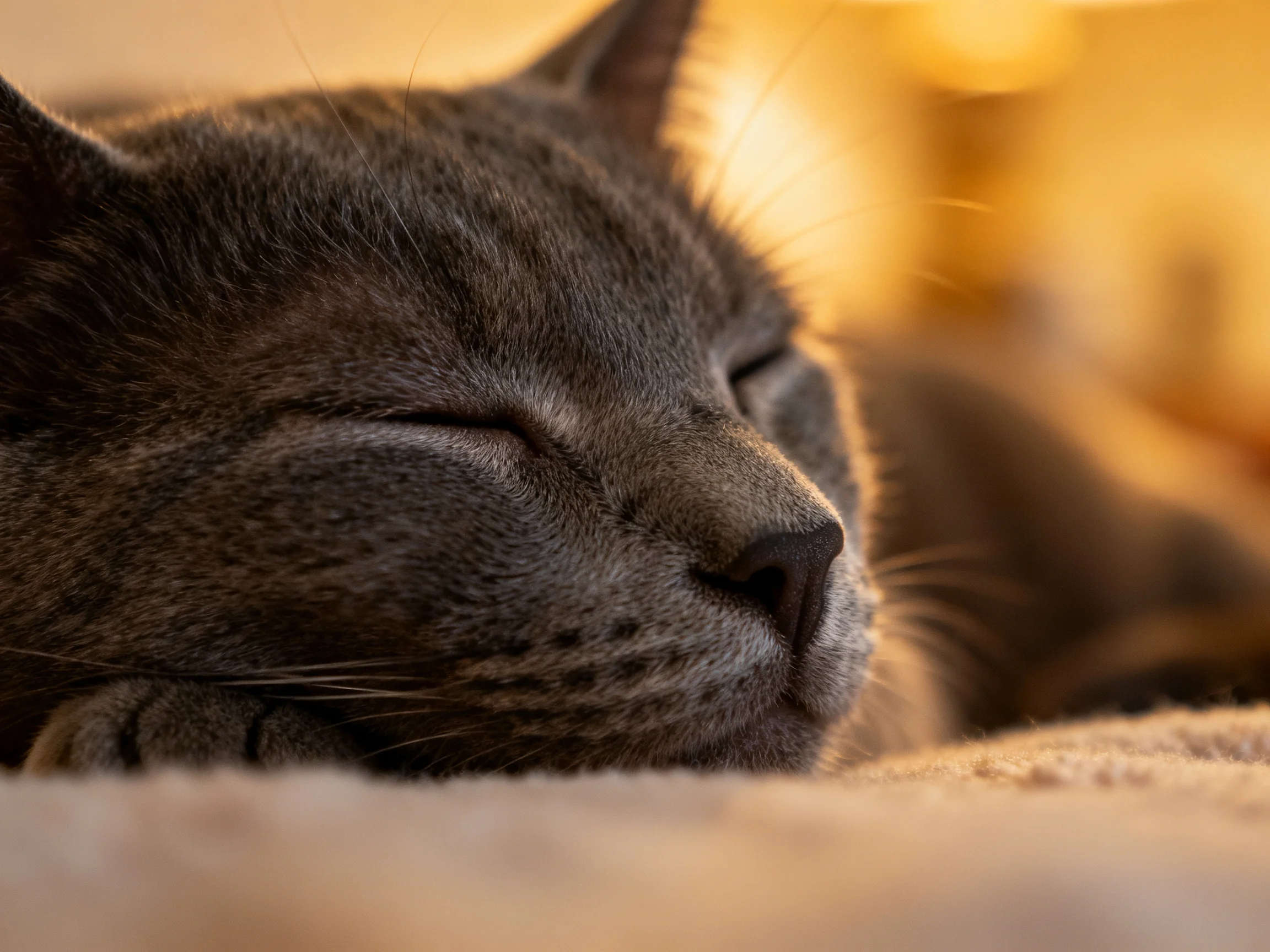 A serene gray cat sleeps peacefully on a soft beige surface