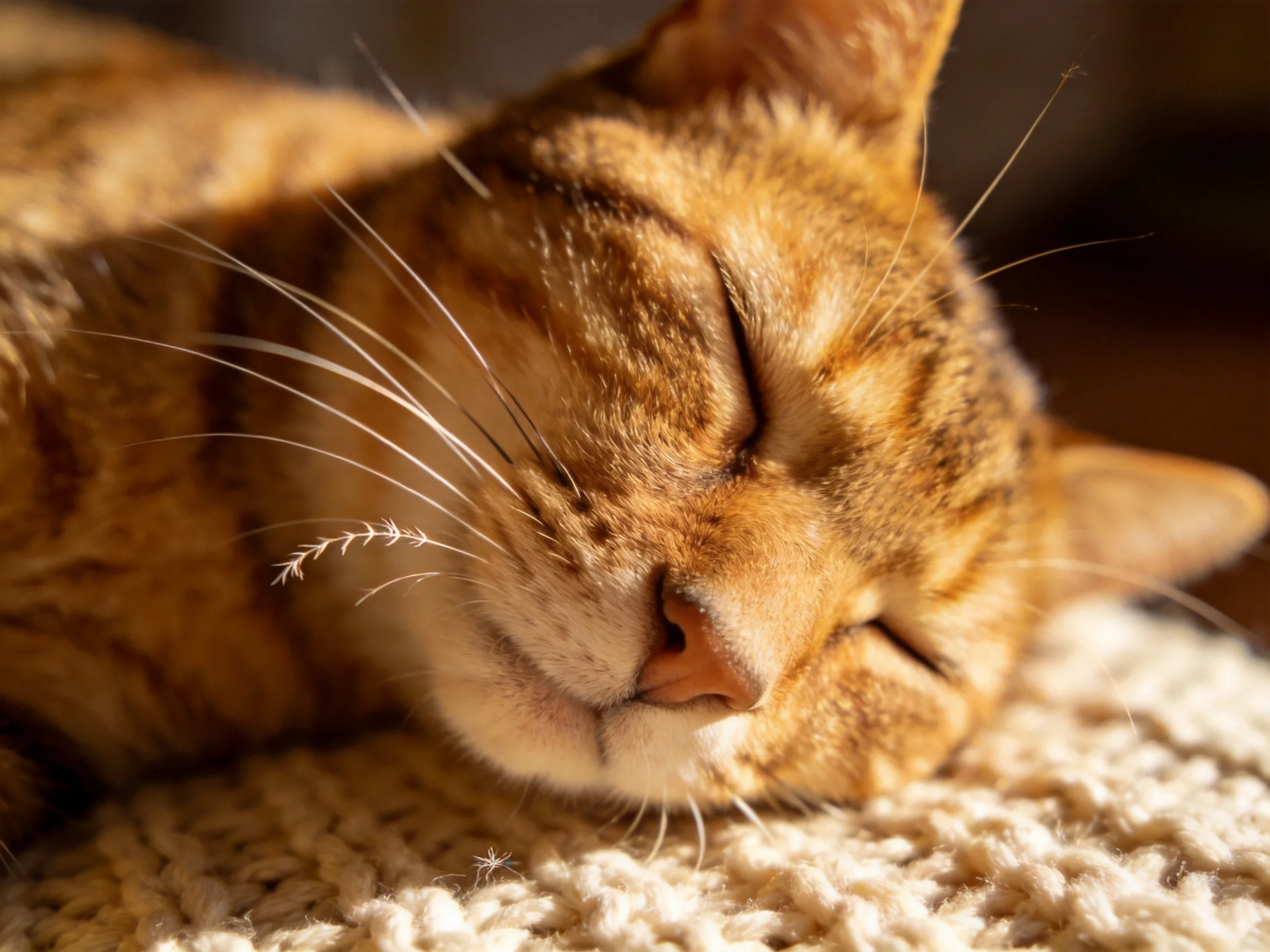 An orange tabby cat sleeps calmly on a soft rug.