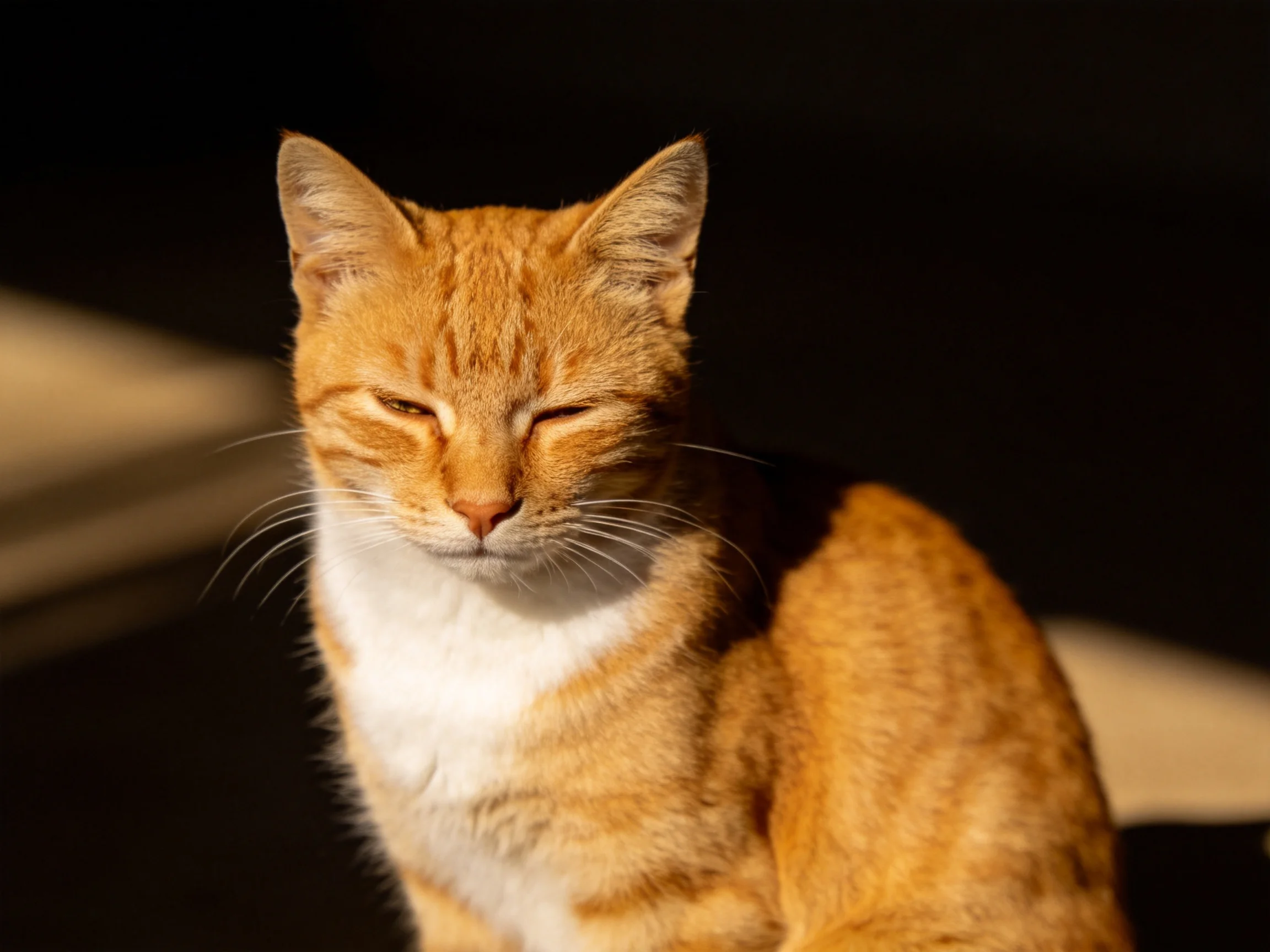 An orange tabby cat with white chest relaxes in sunlight.