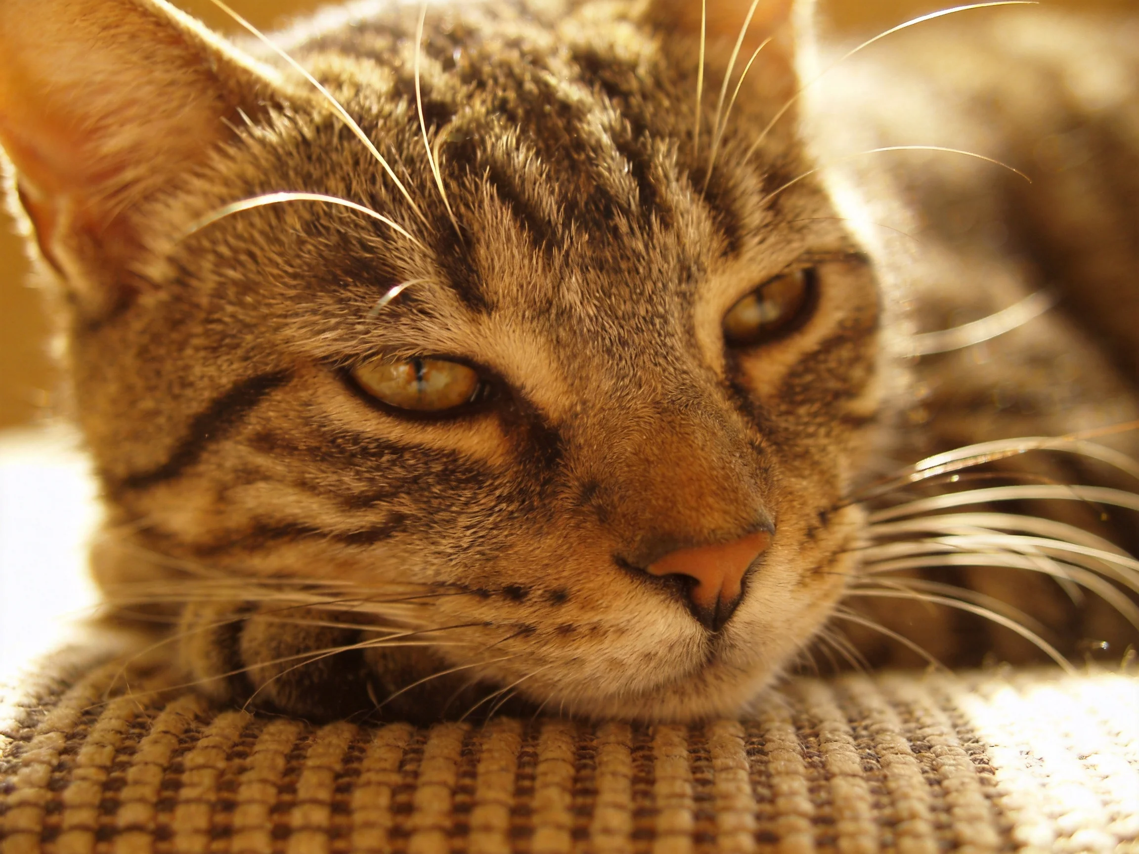 A serene tabby cat rests on a textured woven fabric surface