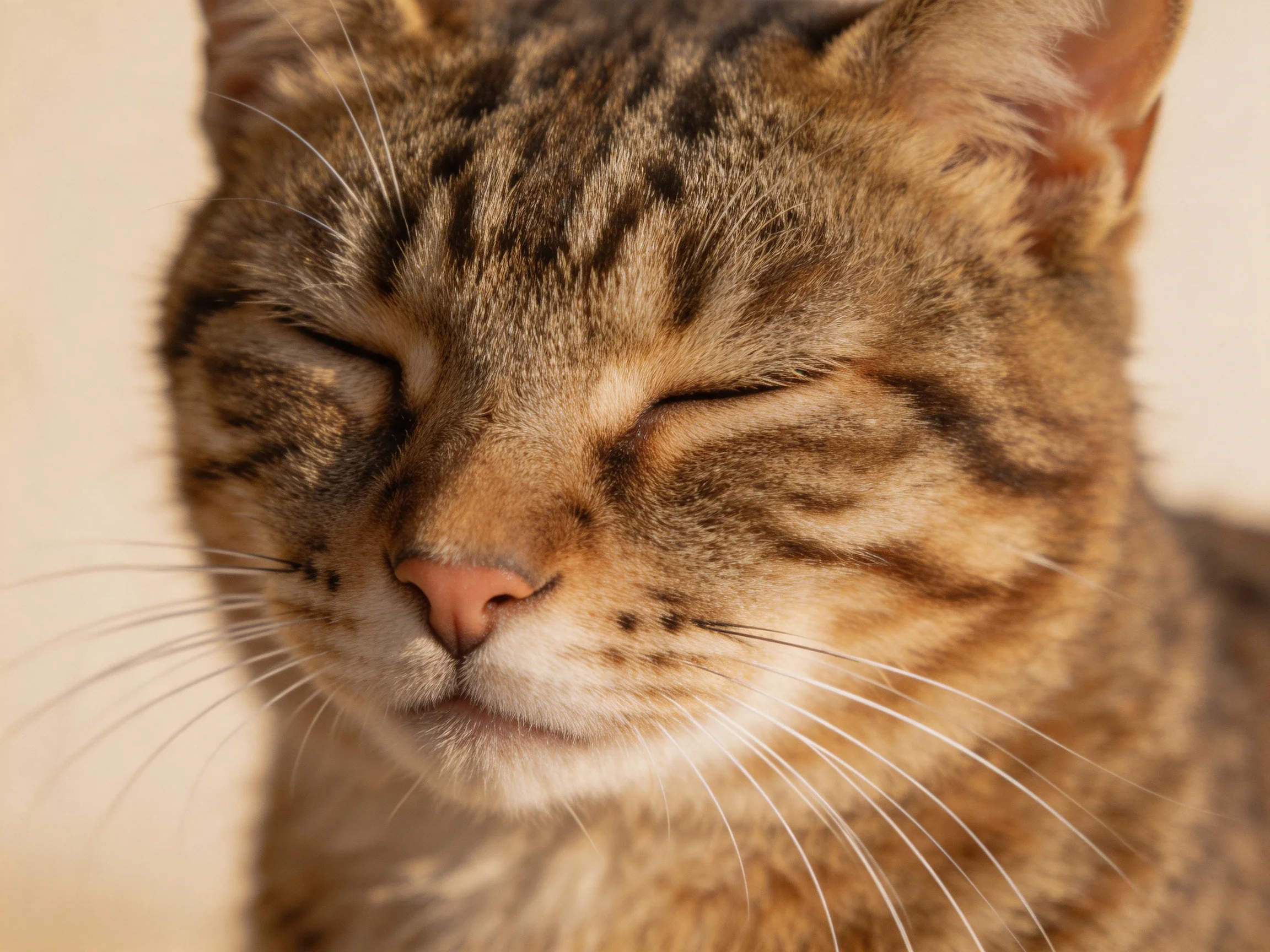 A serene tabby cat with closed eyes, soft brown and black striped fur