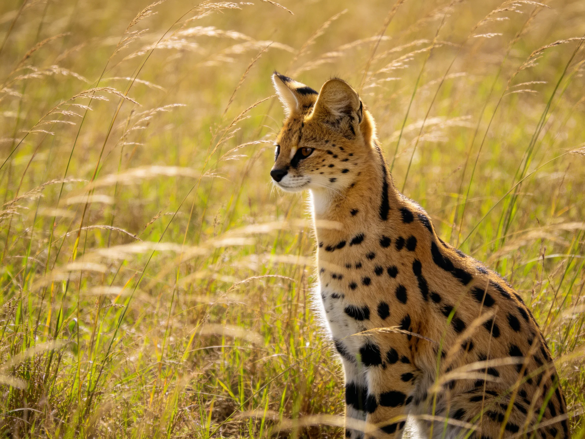 A serval cat with black spots sits amid tall golden grasses