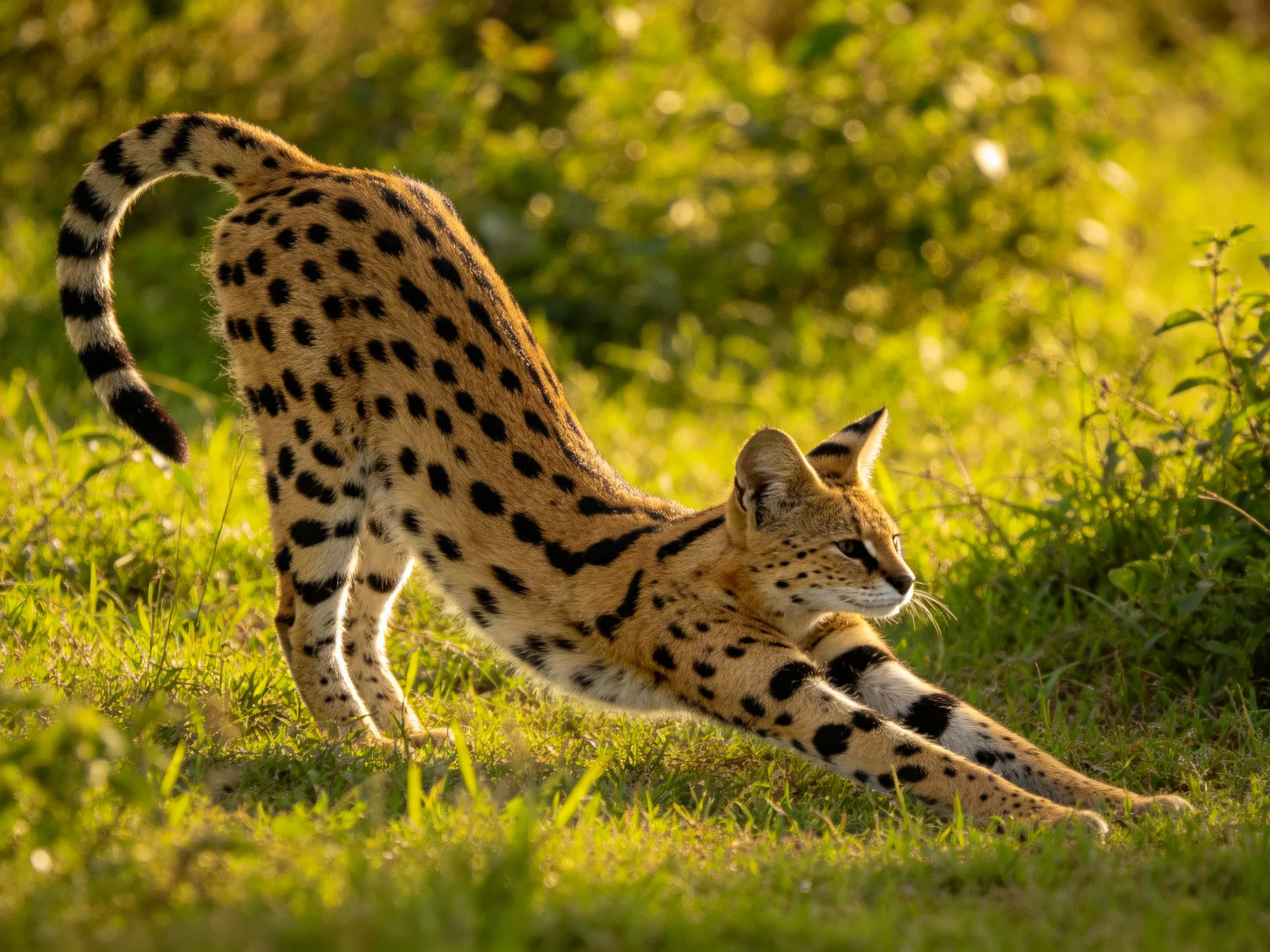 A serval stretches gracefully among vibrant greenery with black-spotted fur
