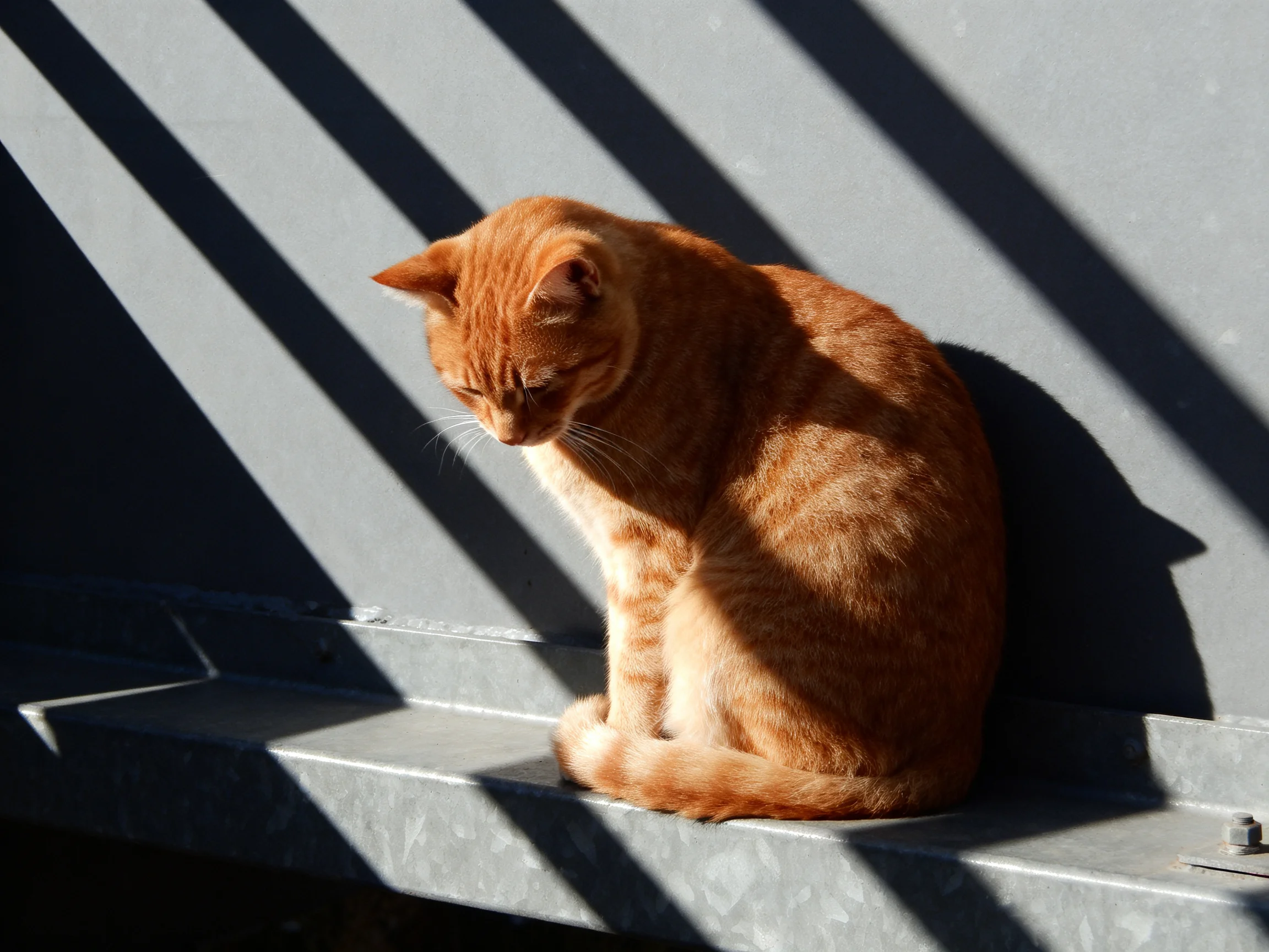 An orange cat sits on a gray surface with striped shadows.
