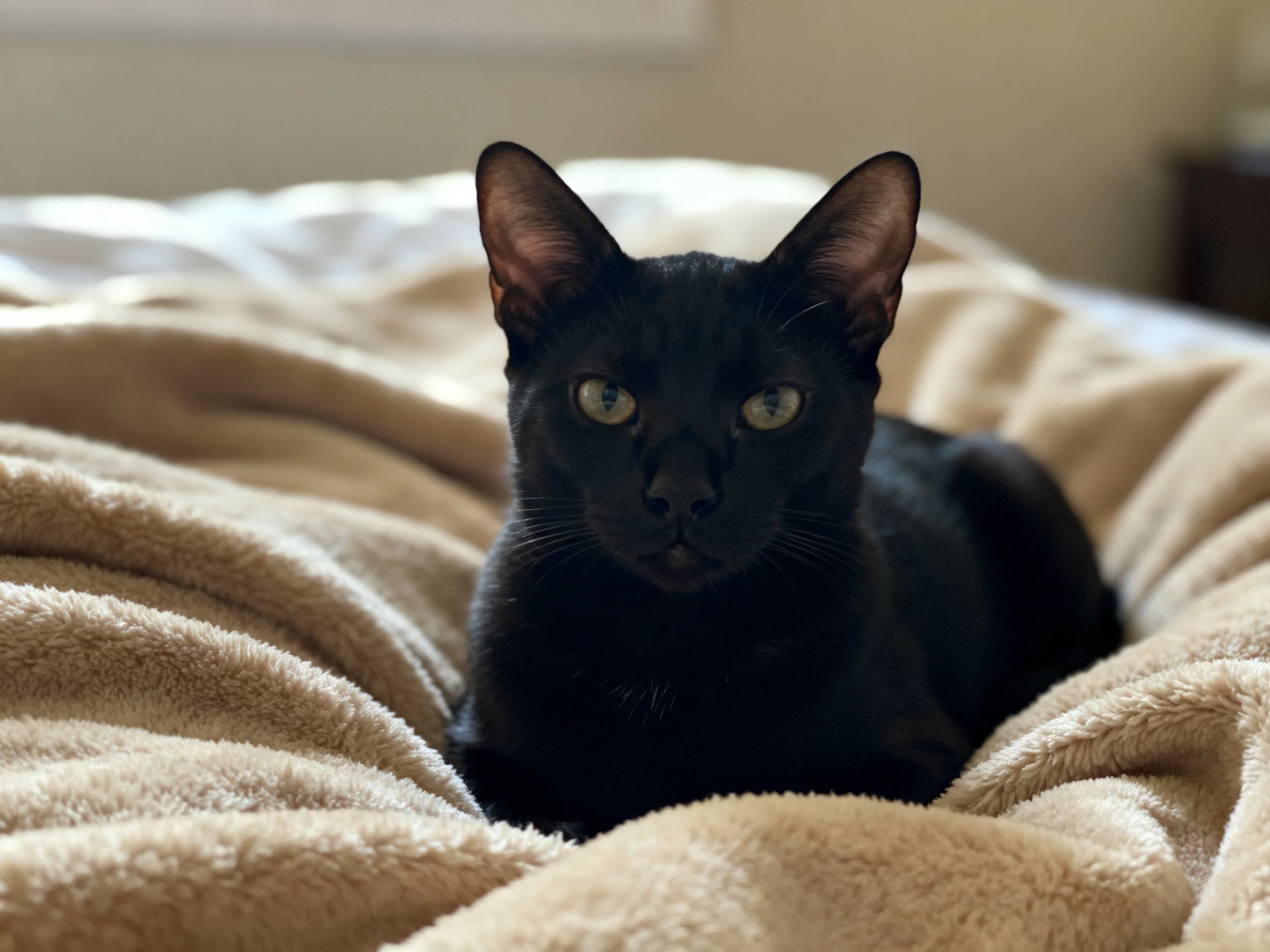 A sleek black cat lounging on a plush beige bed