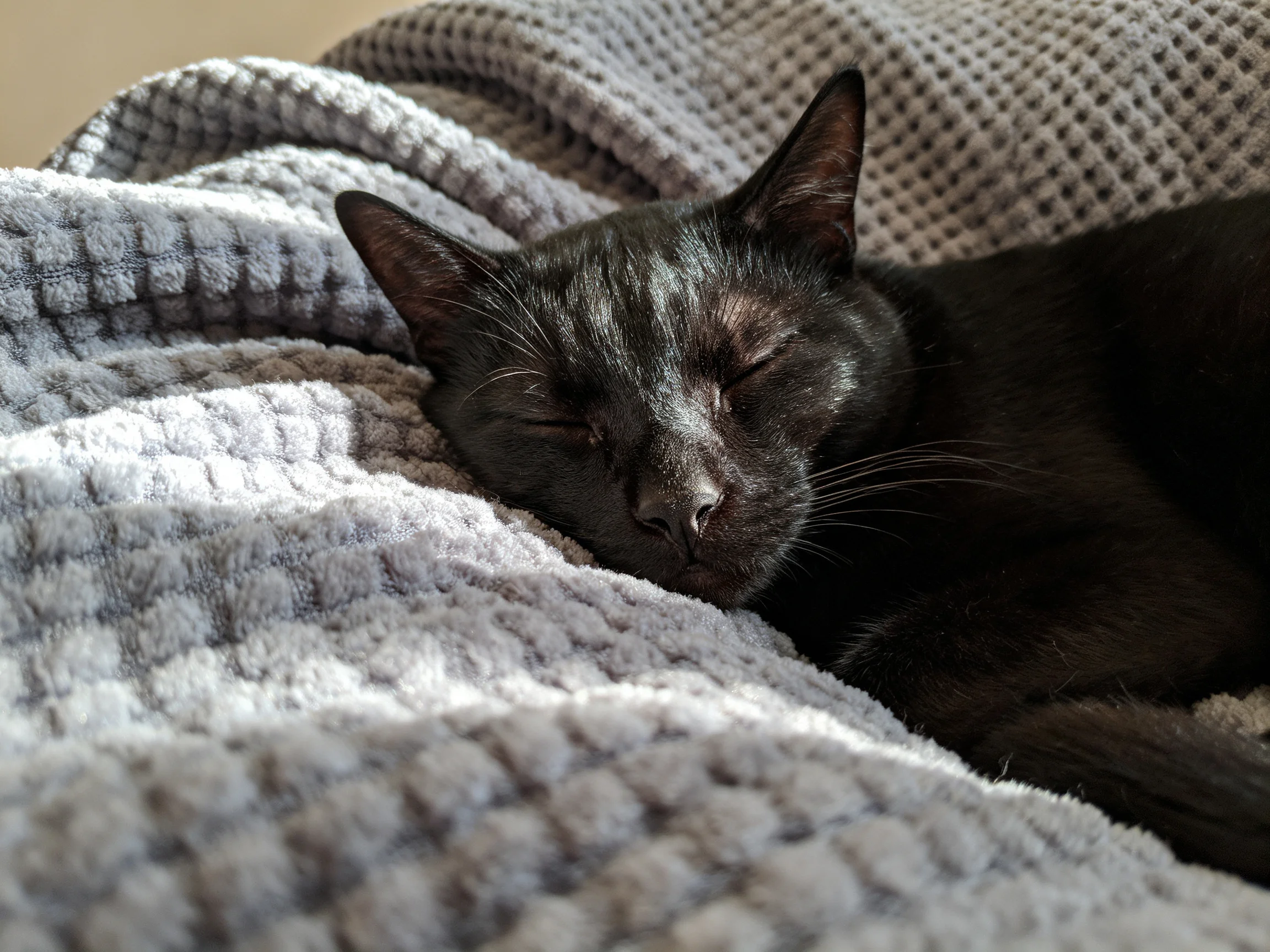 A black cat sleeps on soft gray blankets.