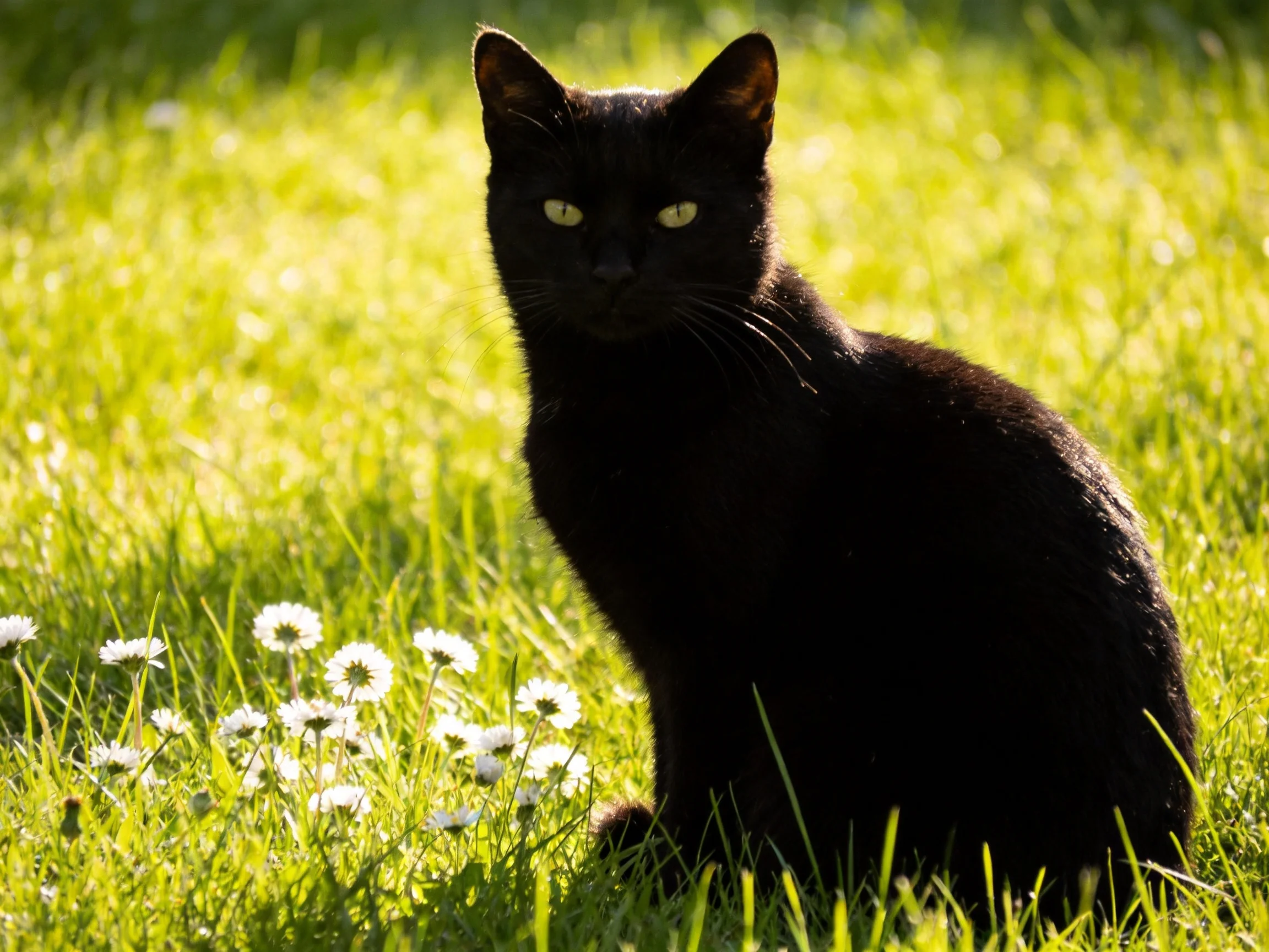 A black cat sits peacefully in a sunlit field with green grass and white flowers.