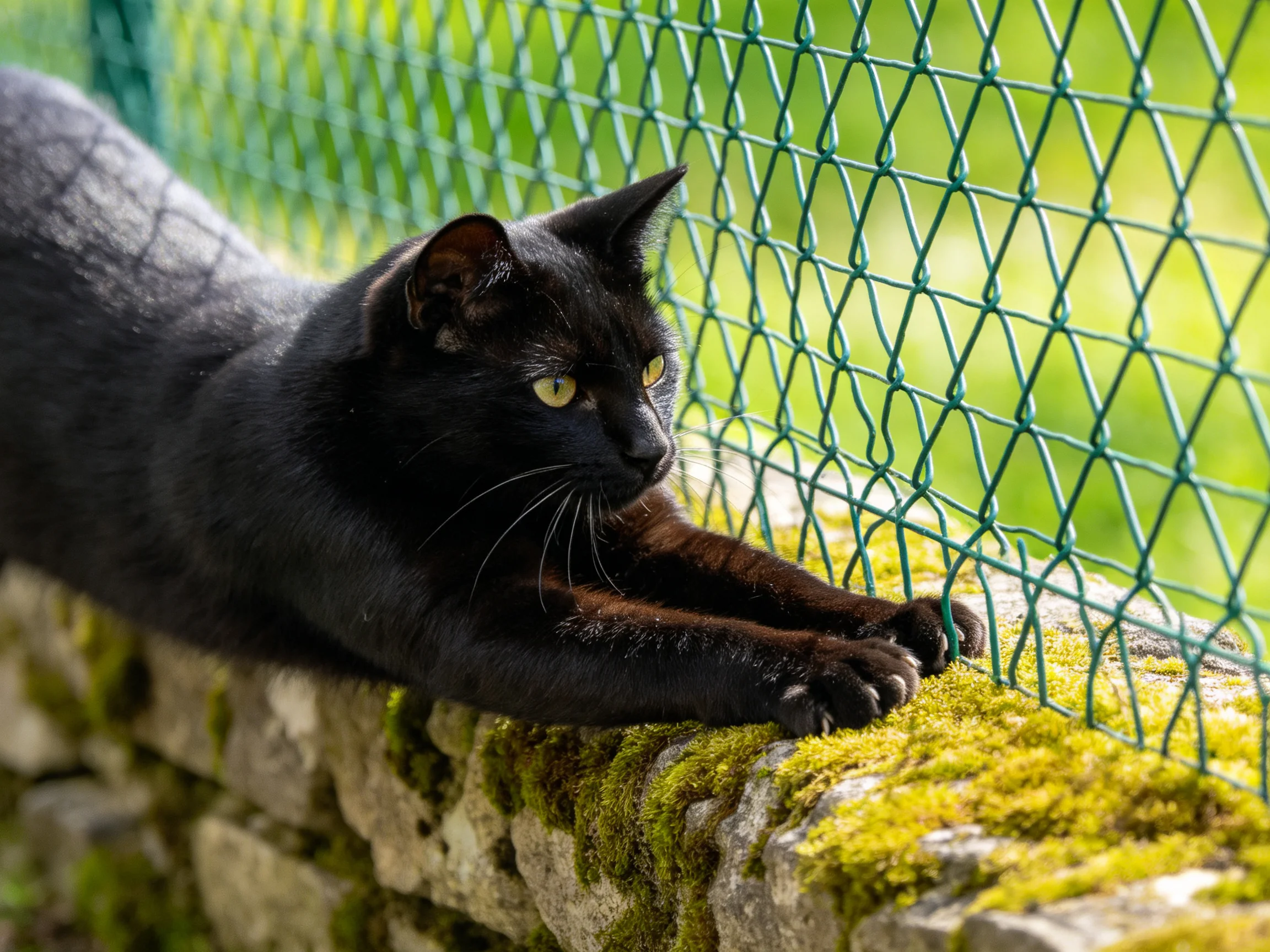 A sleek black cat stretches toward a green wire fence on a moss-covered stone wall