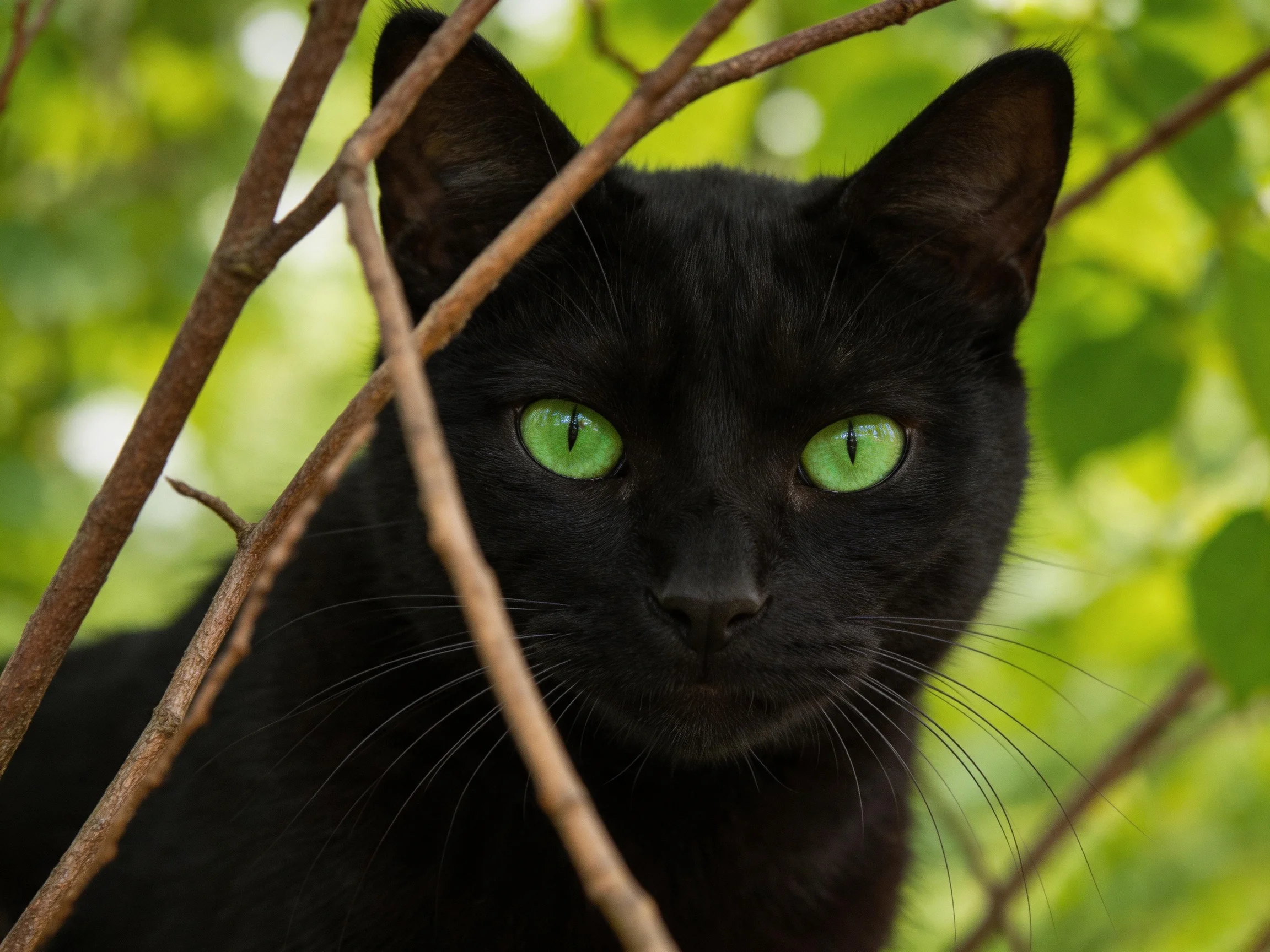 A black cat with bright green eyes hides behind tree branches
