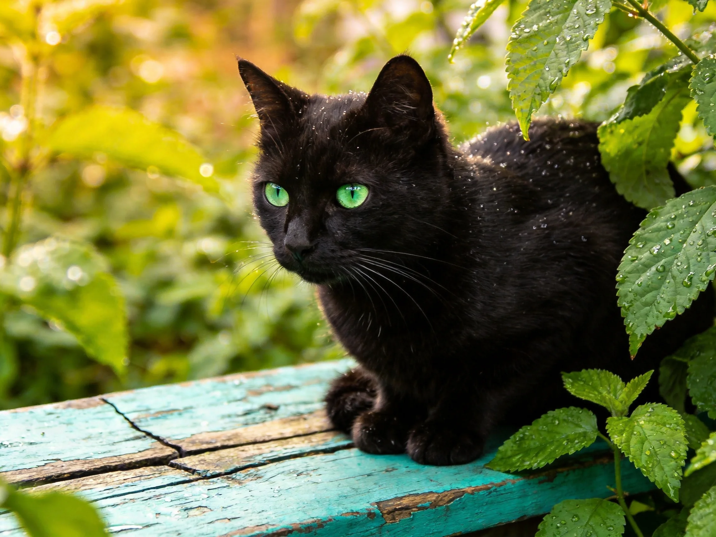 A black cat with green eyes rests on a turquoise wooden structure surrounded by green plants.