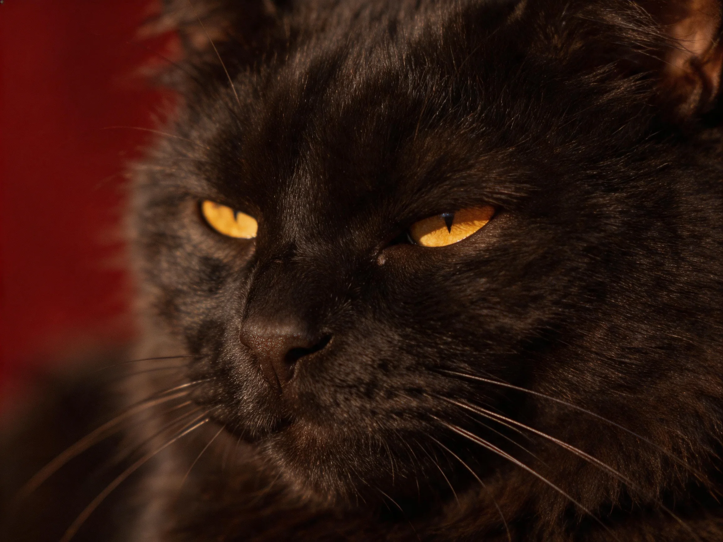 A sleek black cat with bright yellow eyes rests near a deep red surface.