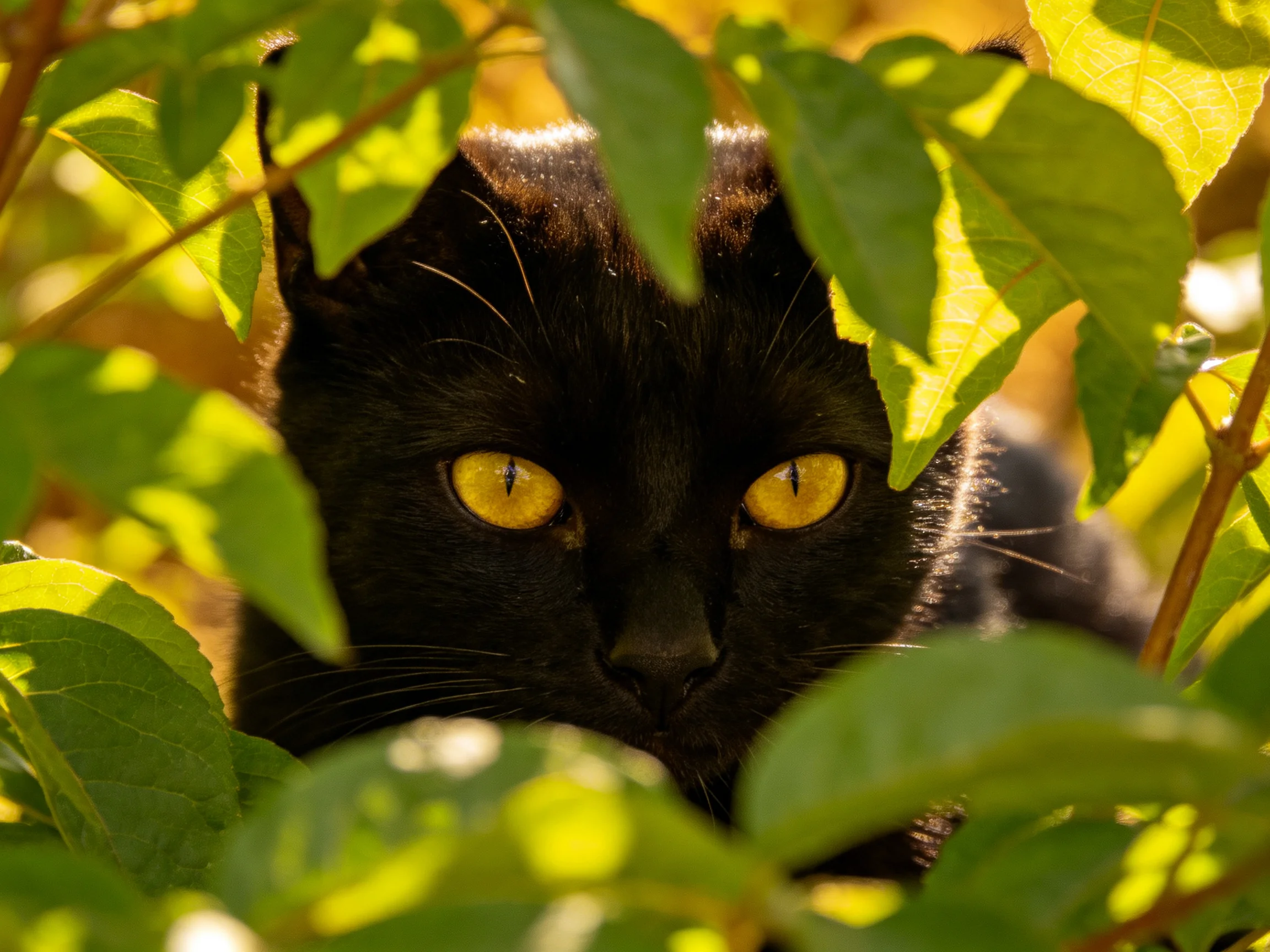 A black cat with striking yellow eyes is partially hidden by green leaves.