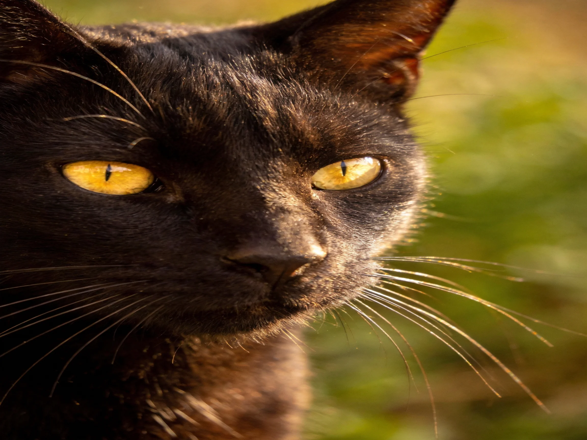 Close-up of a sleek black cat with bright yellow eyes.