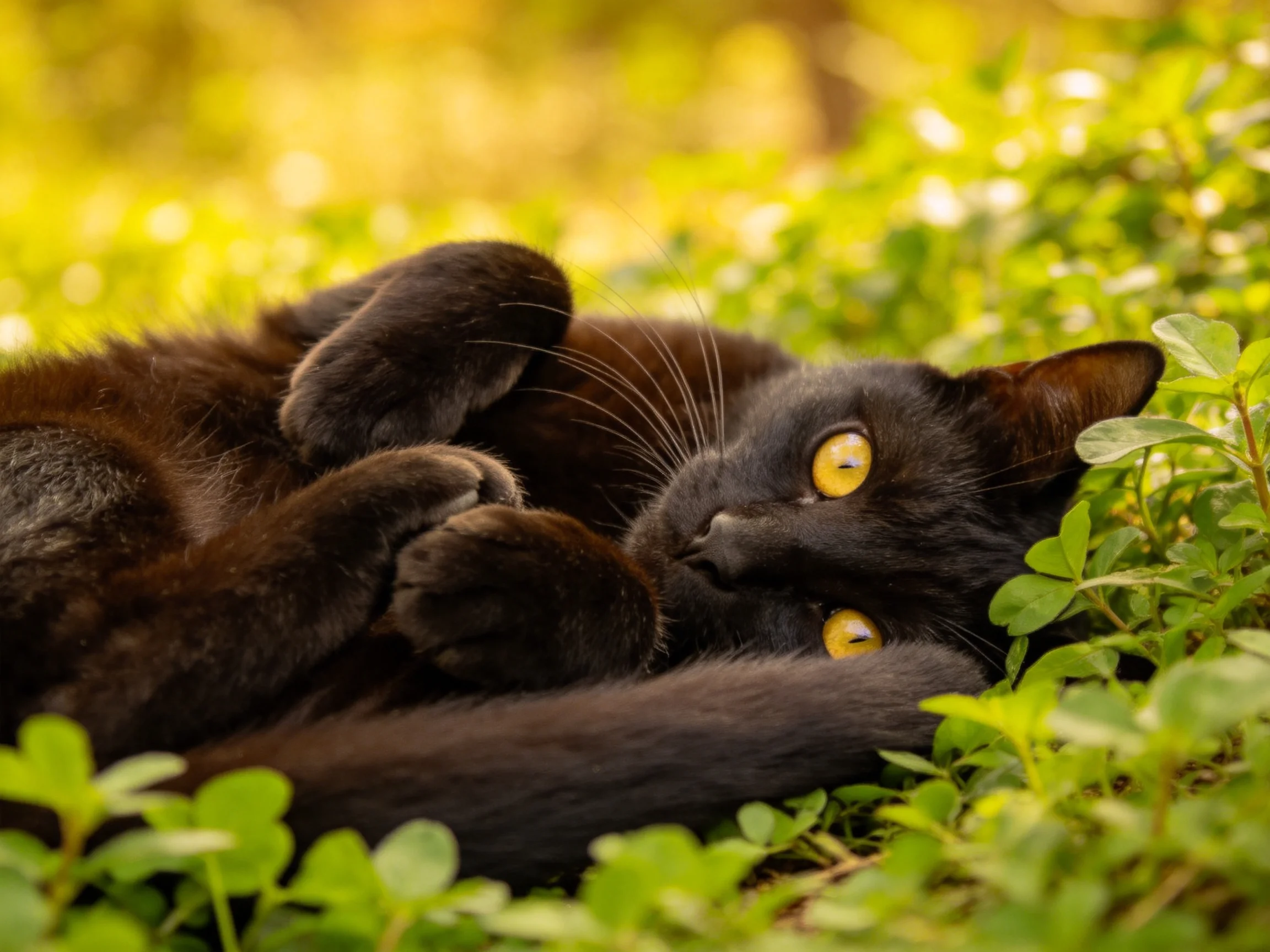 A black cat with yellow eyes relaxes among greenery in a sunlit area.