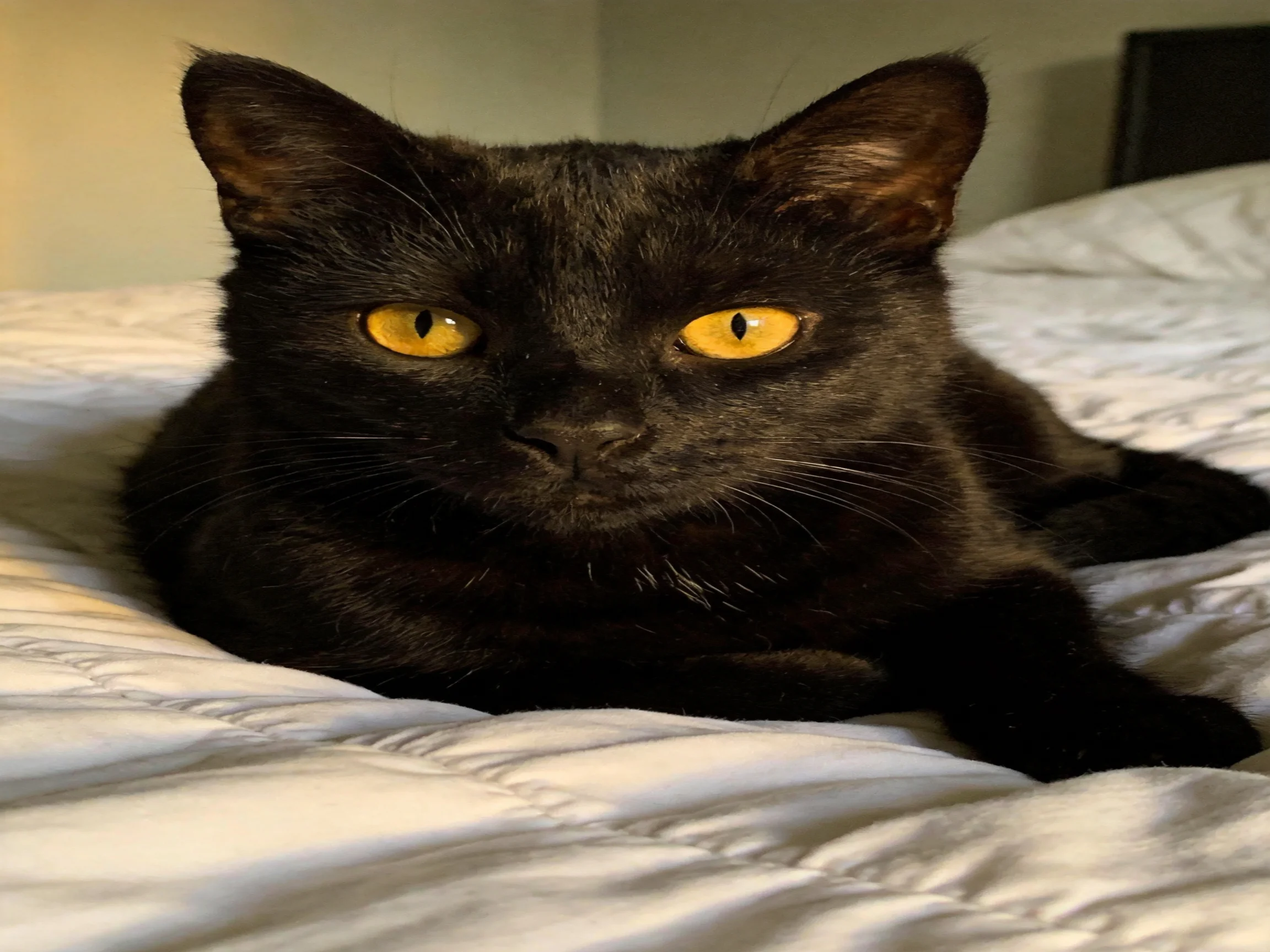 A sleek black cat with bright yellow eyes rests on a white bedspread