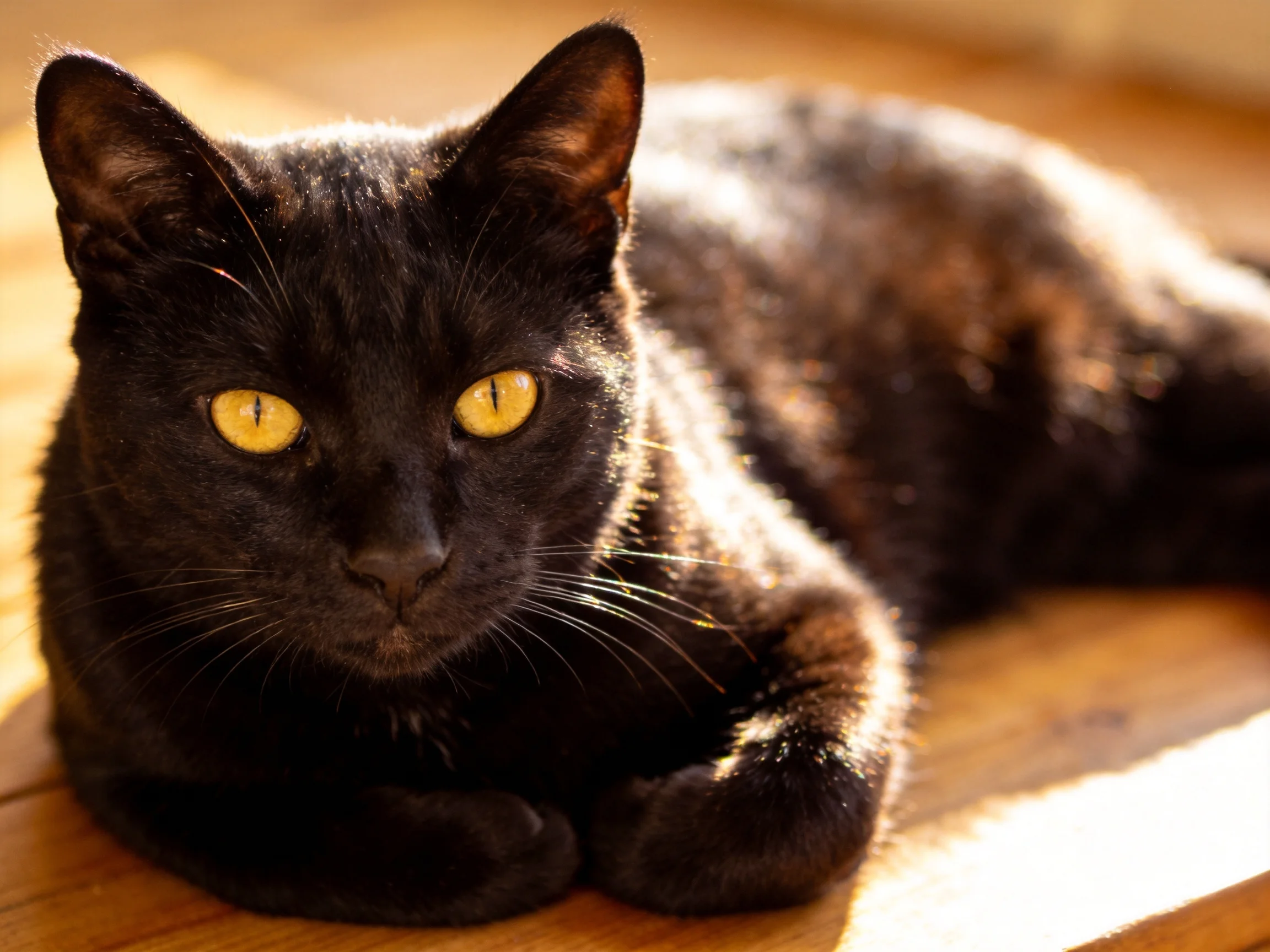 A black cat with yellow eyes lies calmly on wooden flooring.