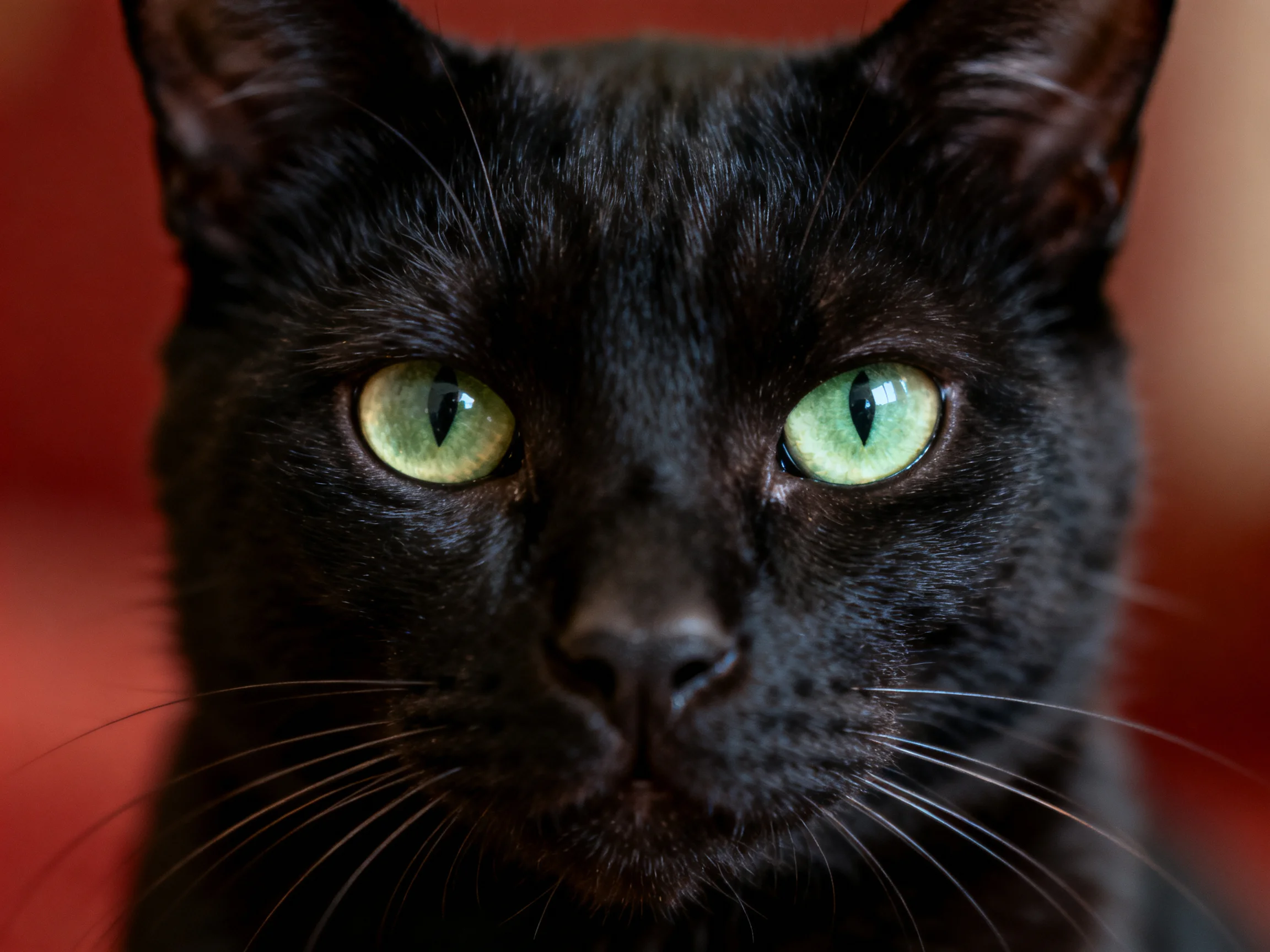 A close - up of a sleek black cat with bright green eyes.