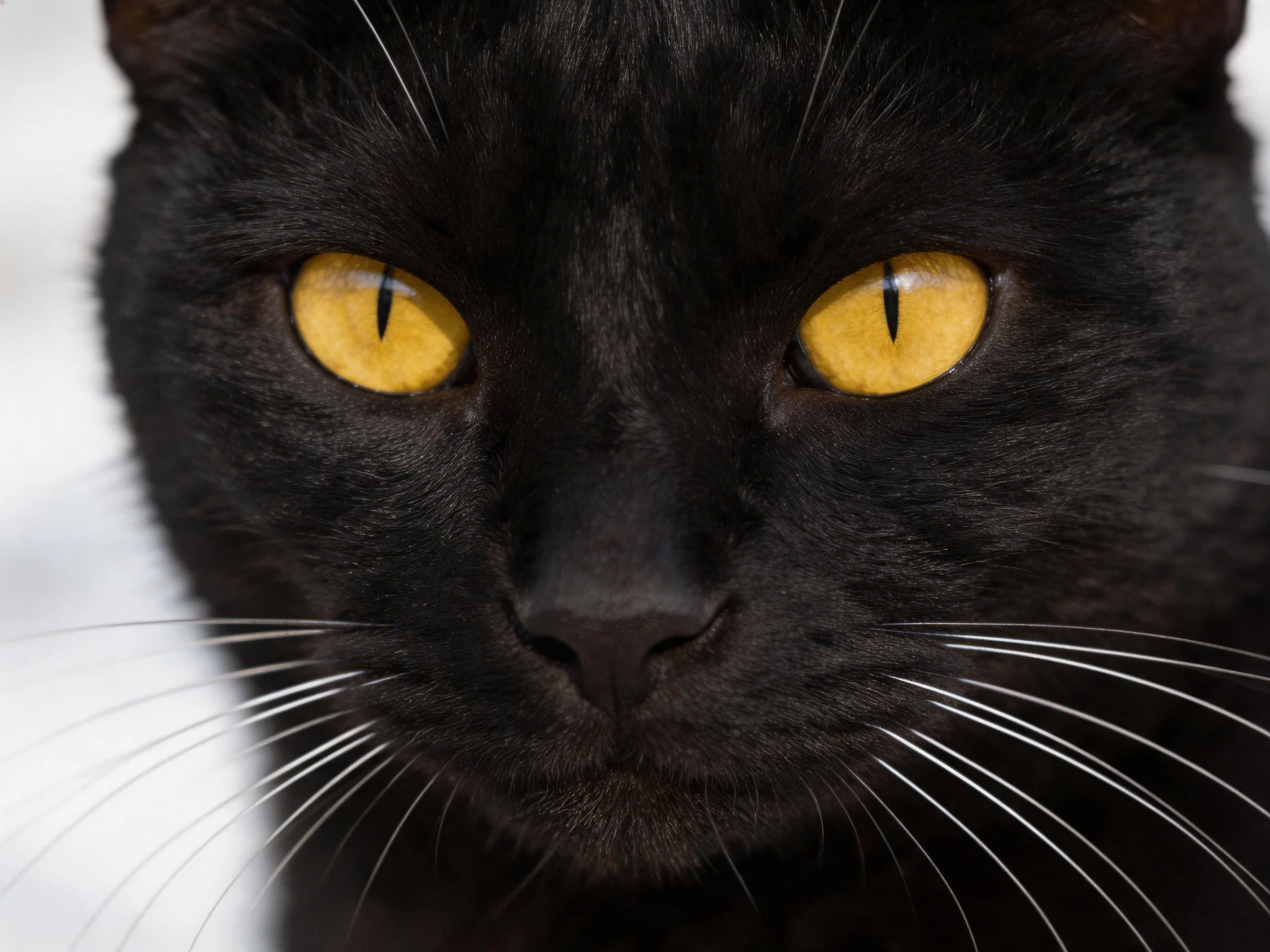 A sleek black cat with vivid yellow eyes is shown in a close-up.