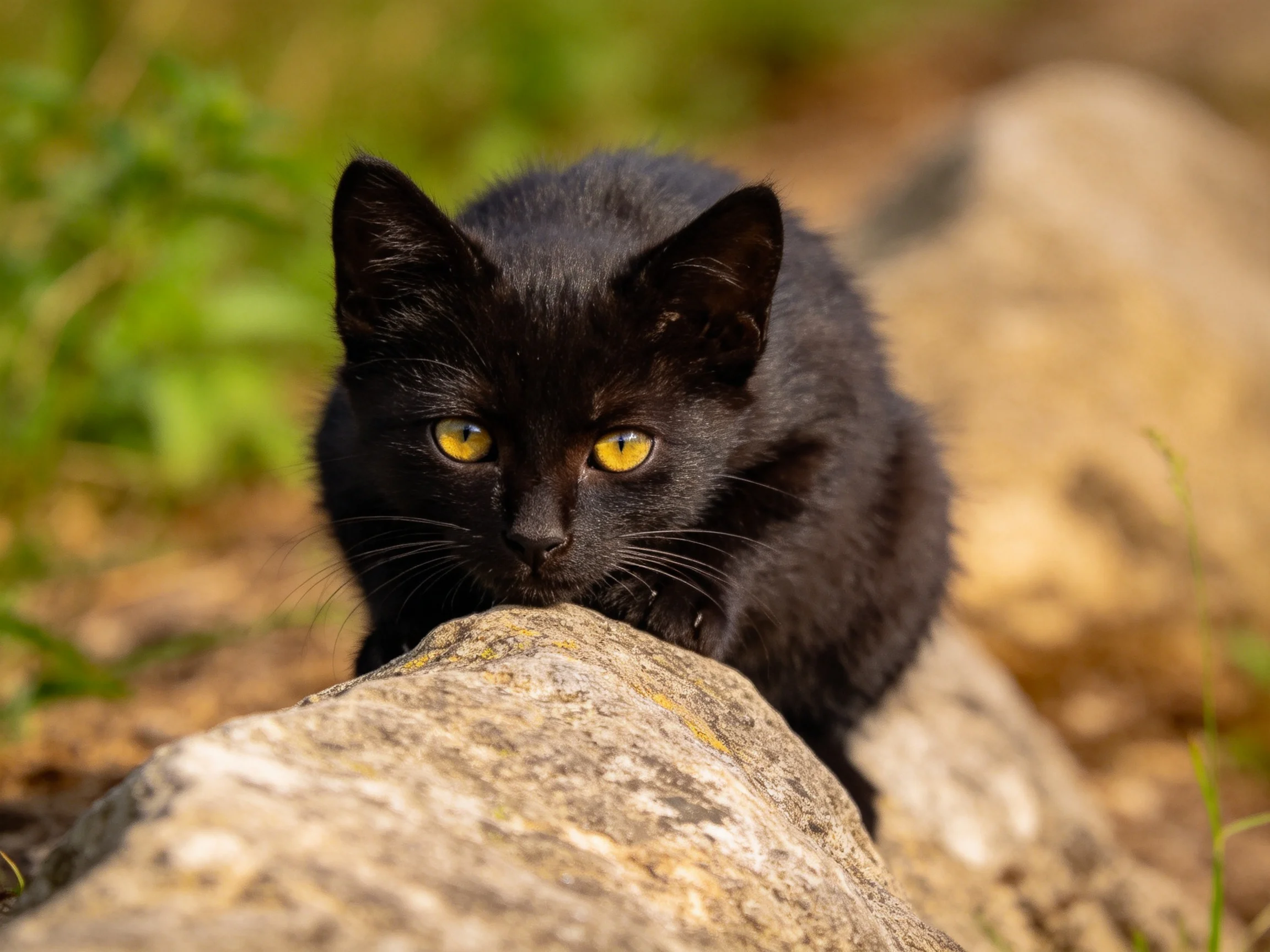 A black kitten with yellow eyes is near large rocks outdoors.