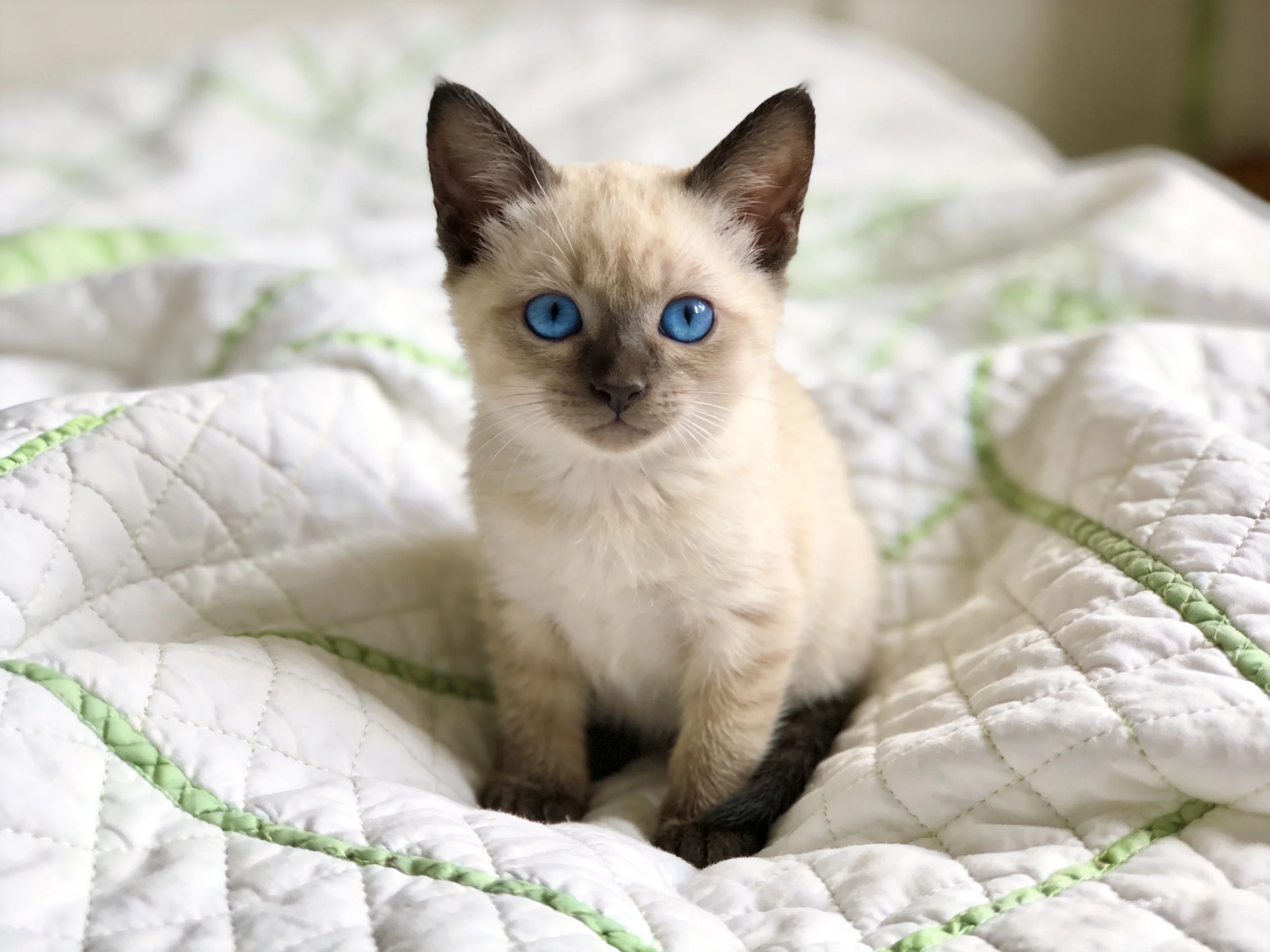 A small Siamese kitten with bright blue eyes sits on a white quilted blanket.