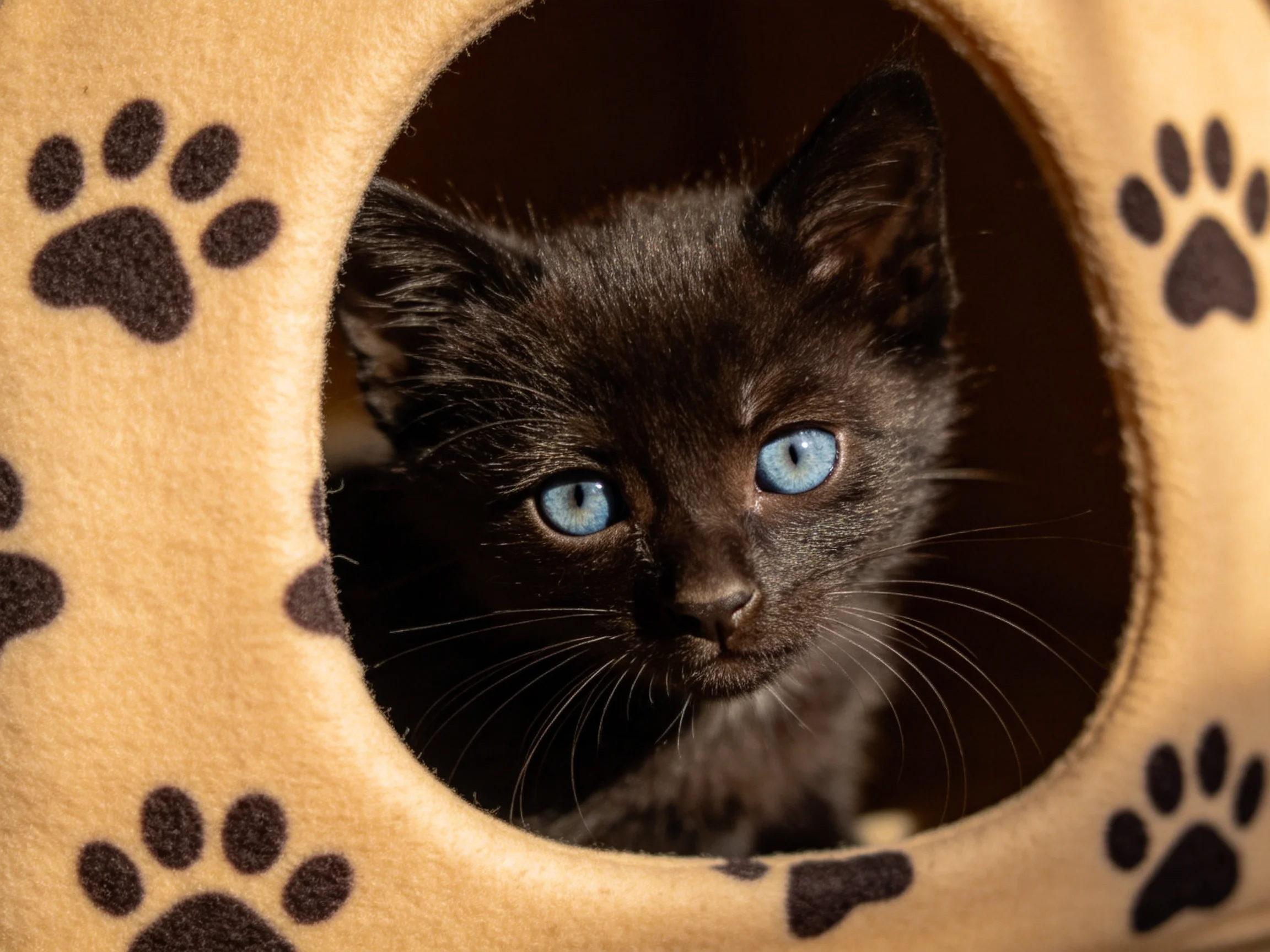 A black kitten with blue eyes looks out from a paw-marked pet shelter.