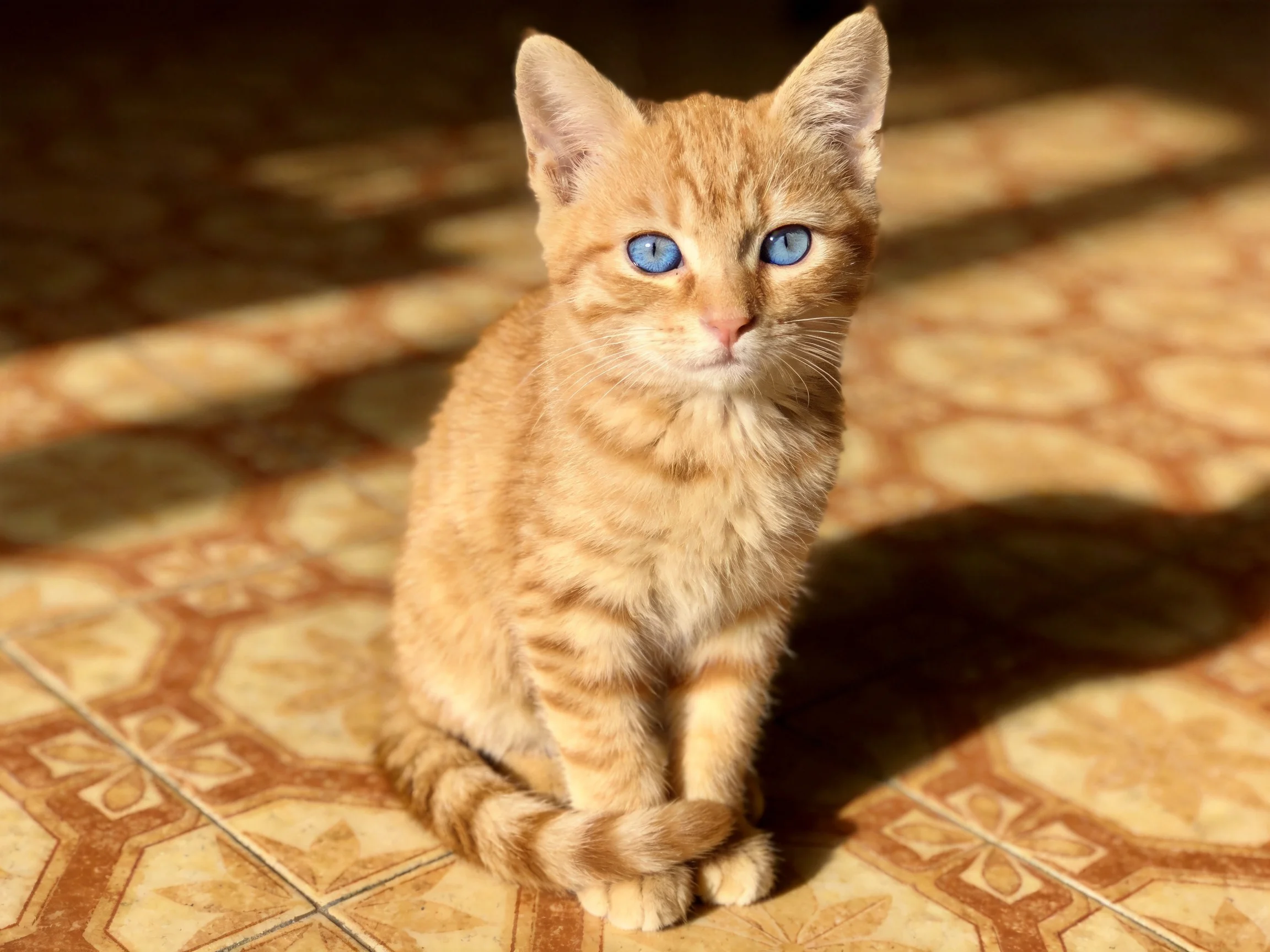 An orange tabby kitten with blue eyes sits on decorative tiled flooring.