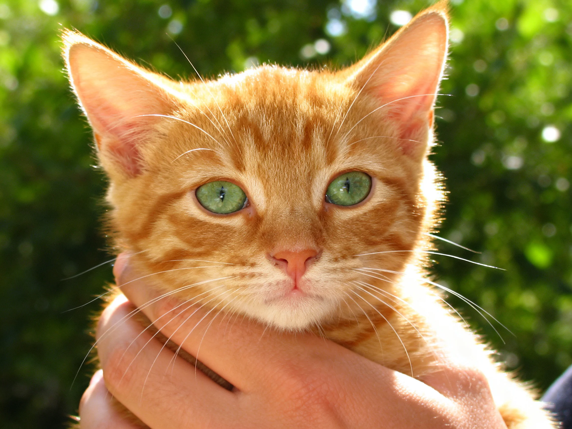 A small orange tabby kitten with bright green eyes is held in human hands outdoors.