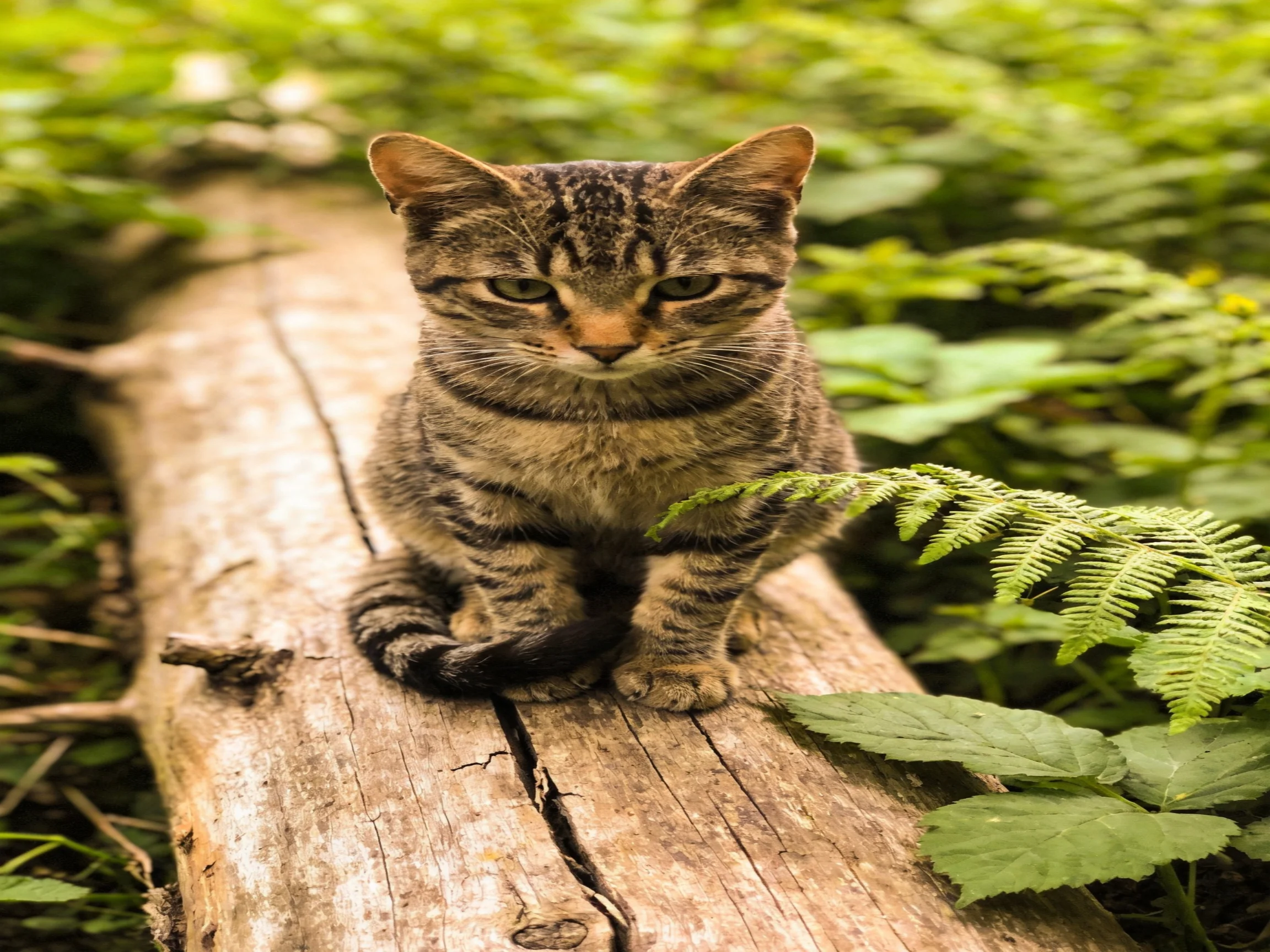 A small tabby kitten sits on a weathered log amid lush greenery