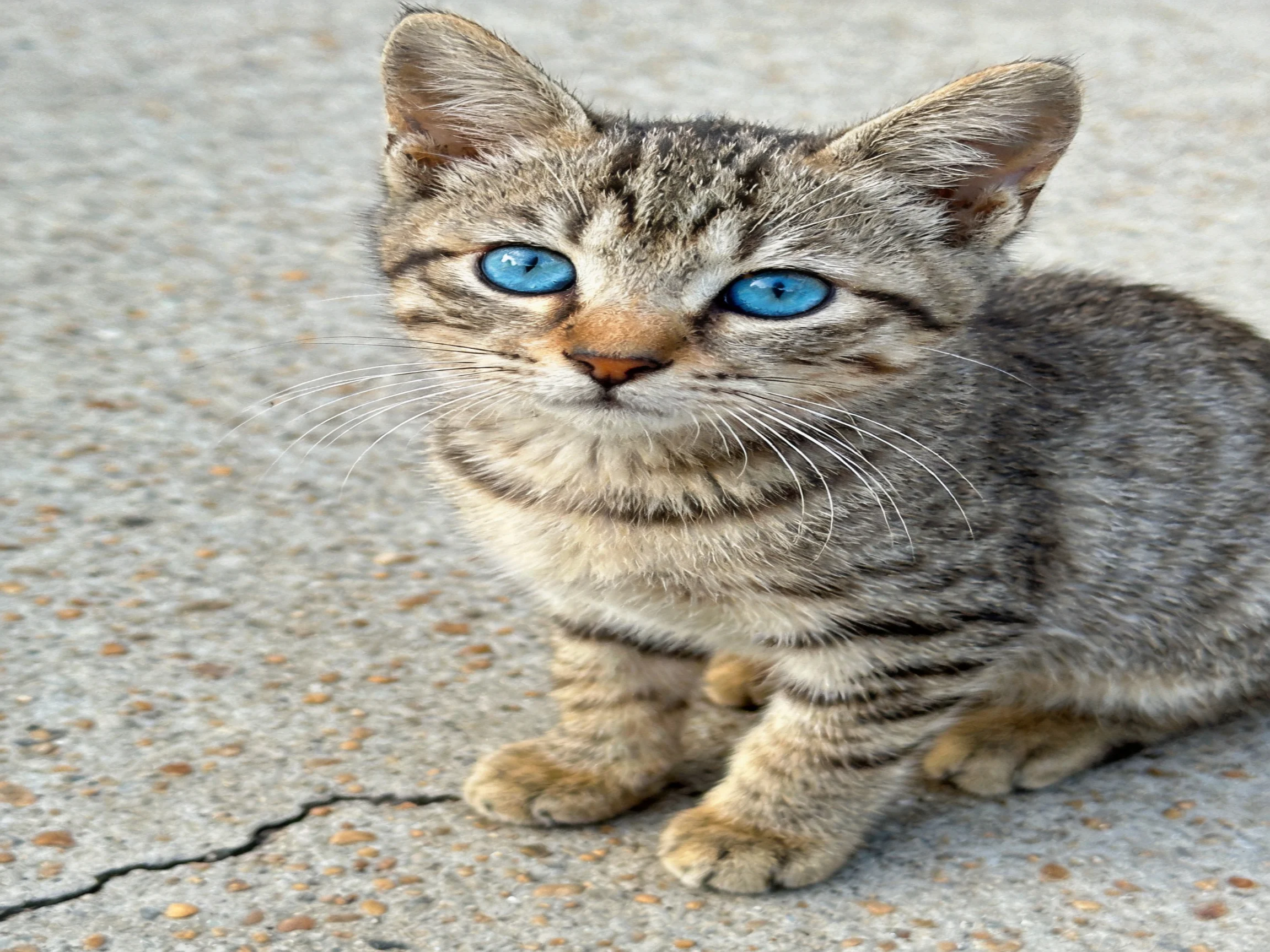 A small tabby kitten with blue eyes sits on cracked pavement.
