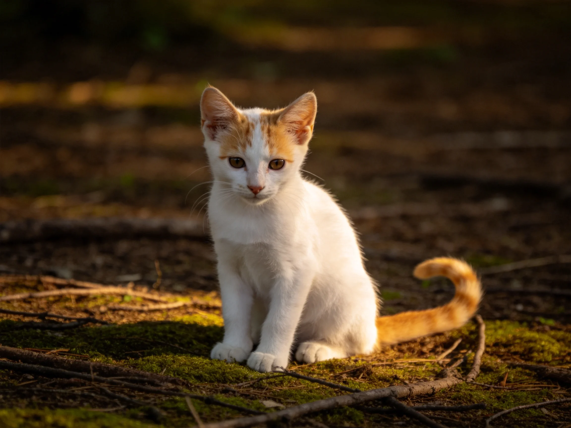 A small white and orange kitten sits calmly on mossy forest ground.
