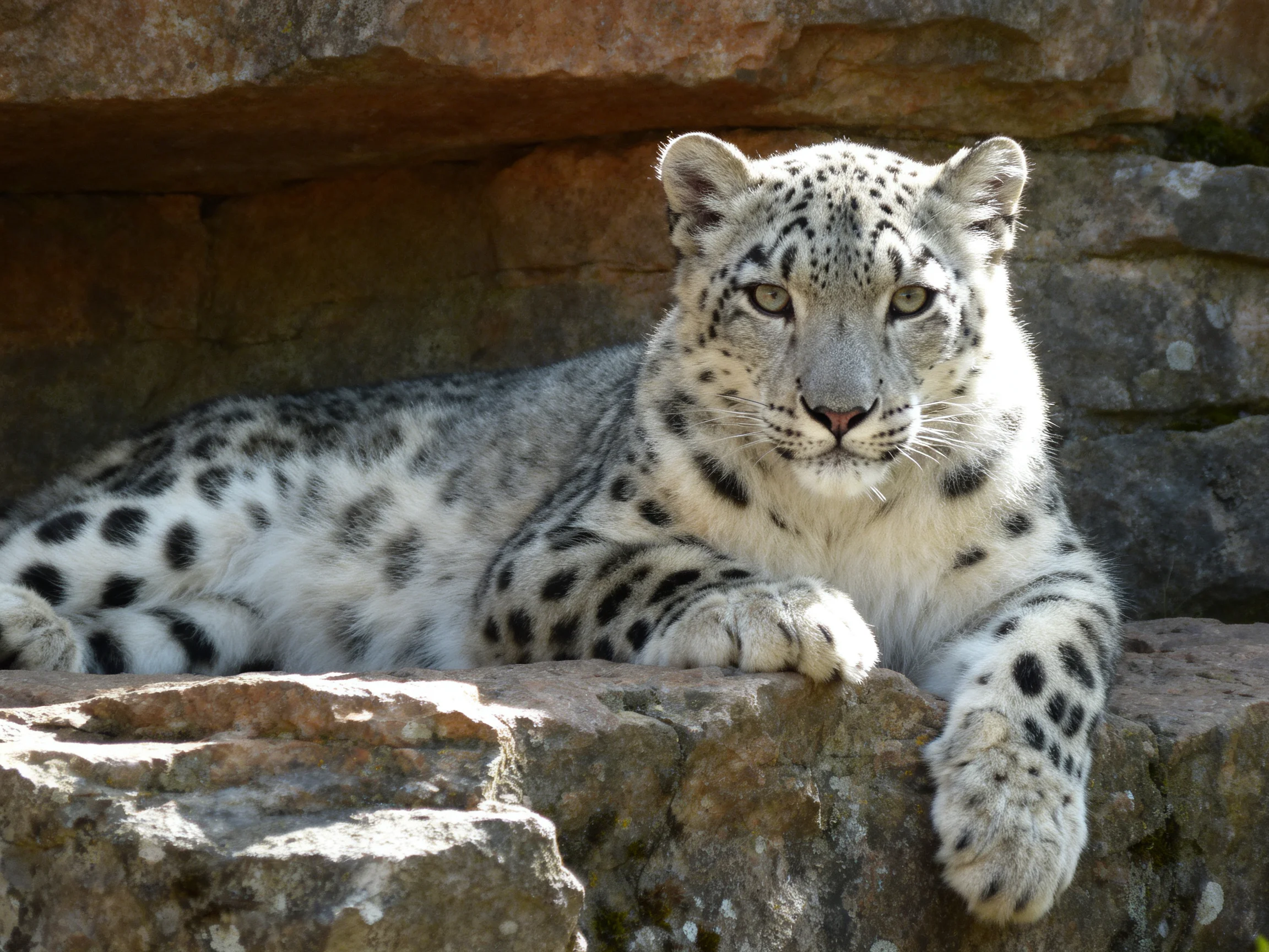 A snow leopard lounges on textured brown rocks under natural light