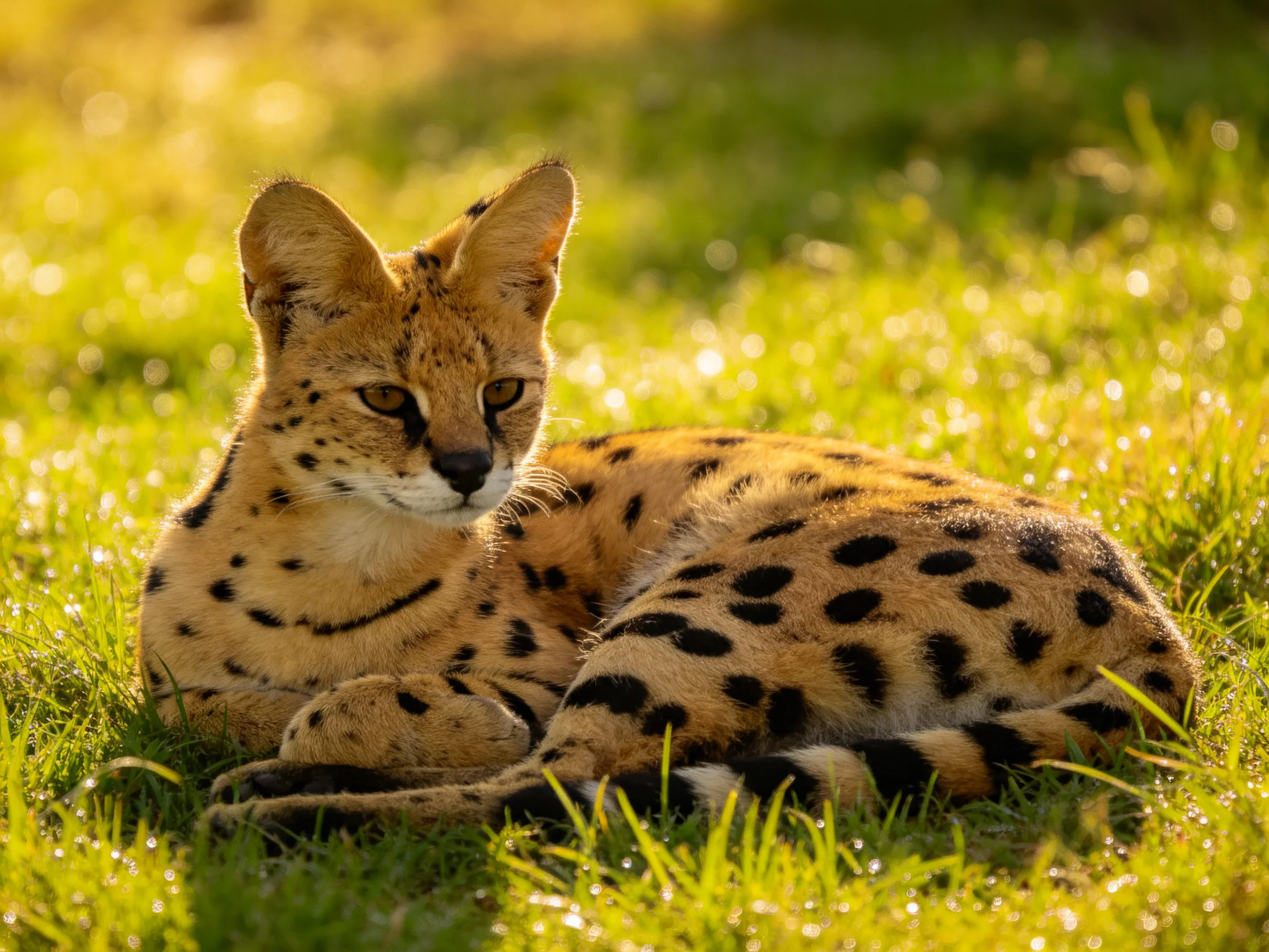 A spotted serval rests in sun-dappled green grass