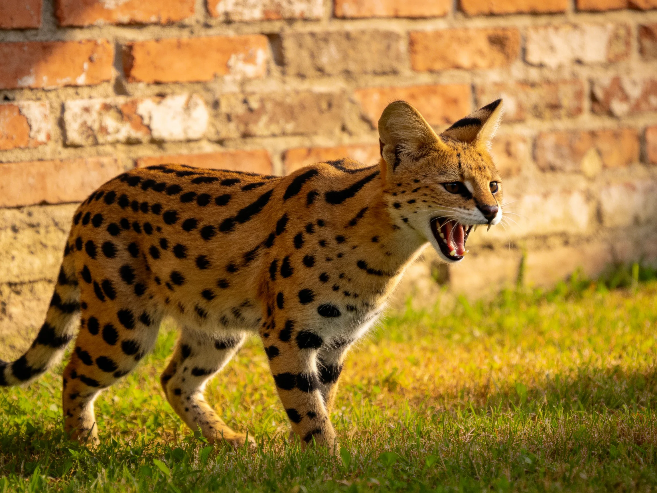 A spotted serval walks near an aged brick wall on green grass