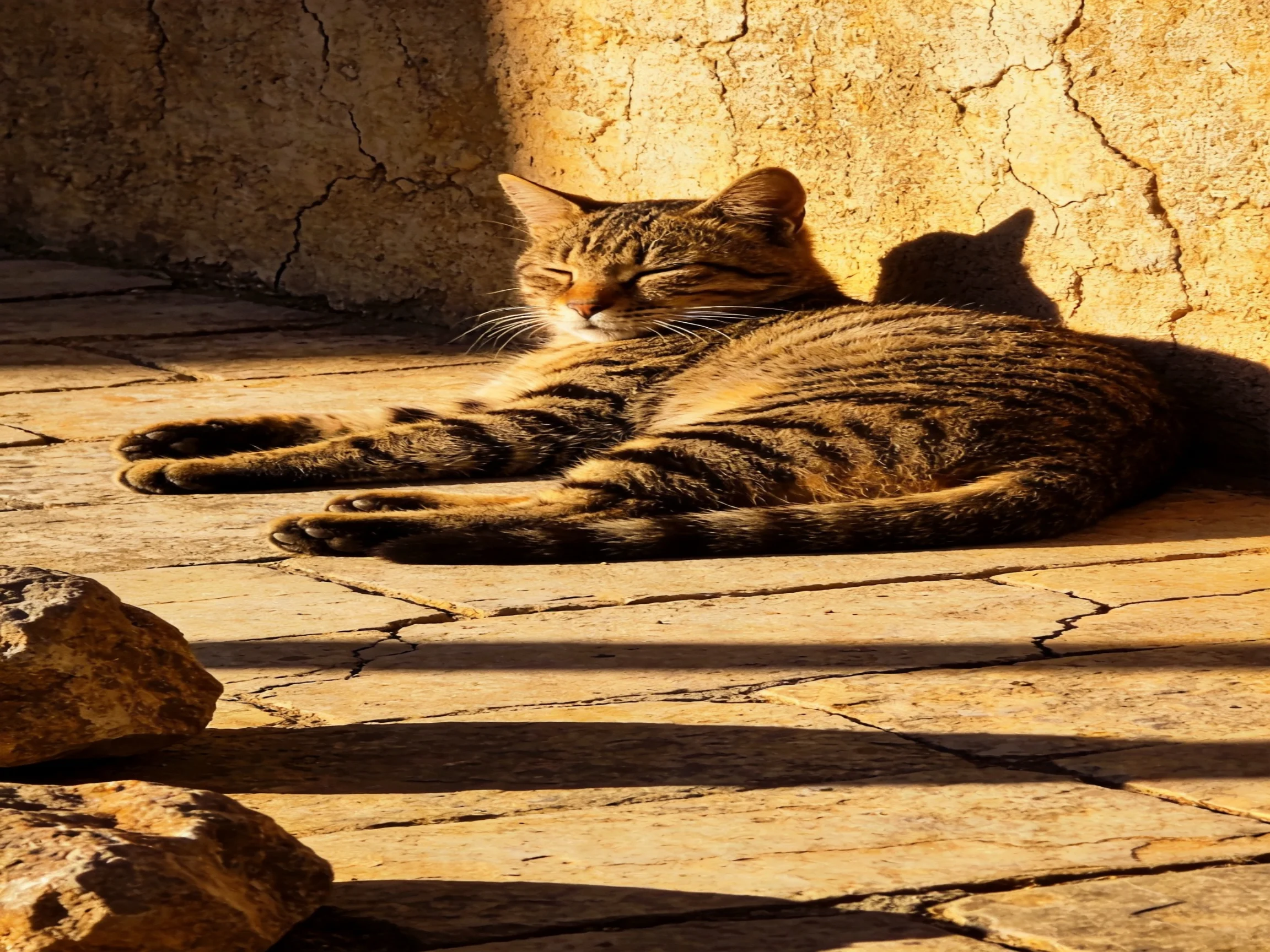 A striped tabby cat basks in golden sunlight near a cracked stone wall
