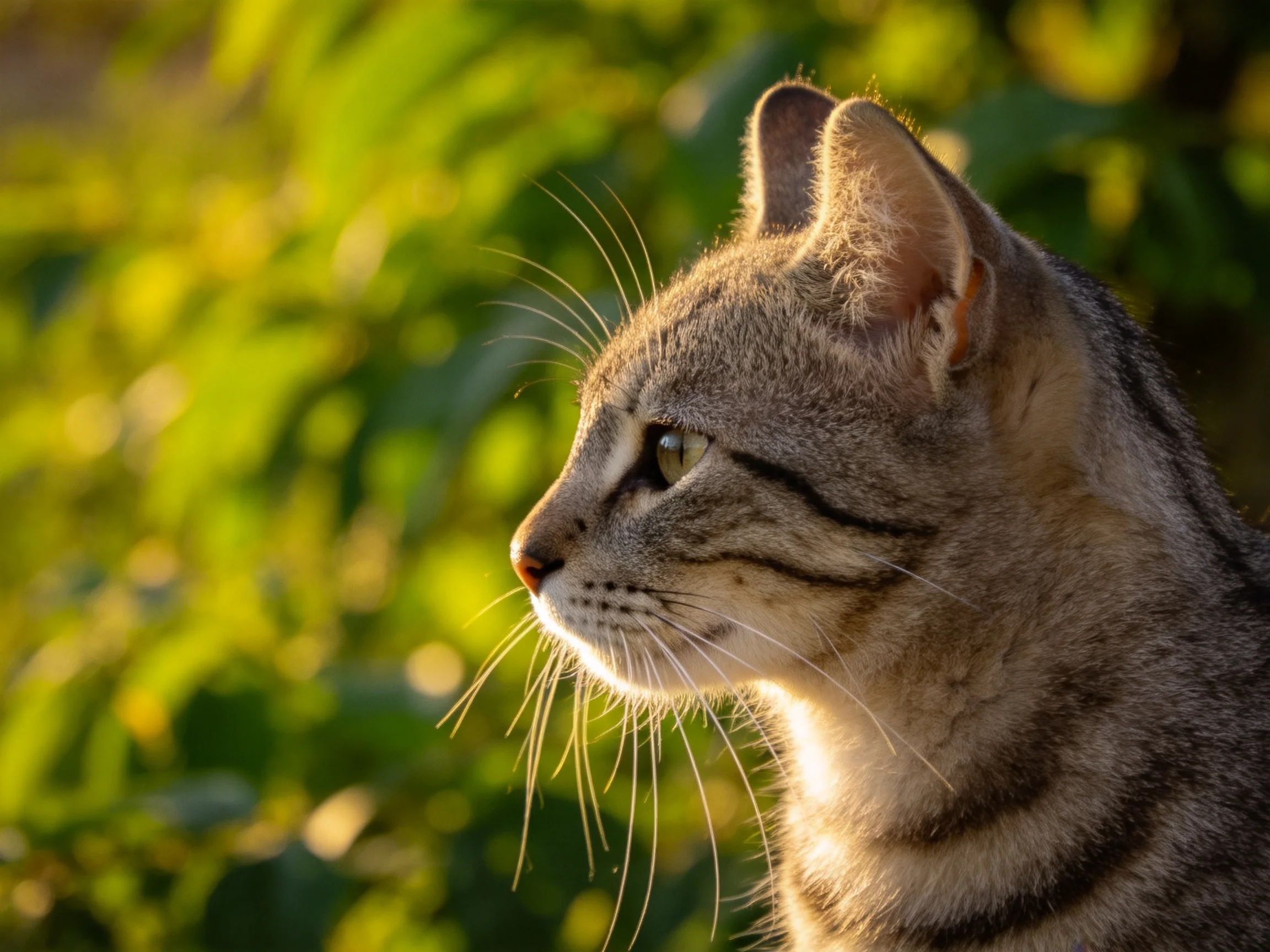 A striped tabby cat gazes into the distance amid sunlit green foliage.