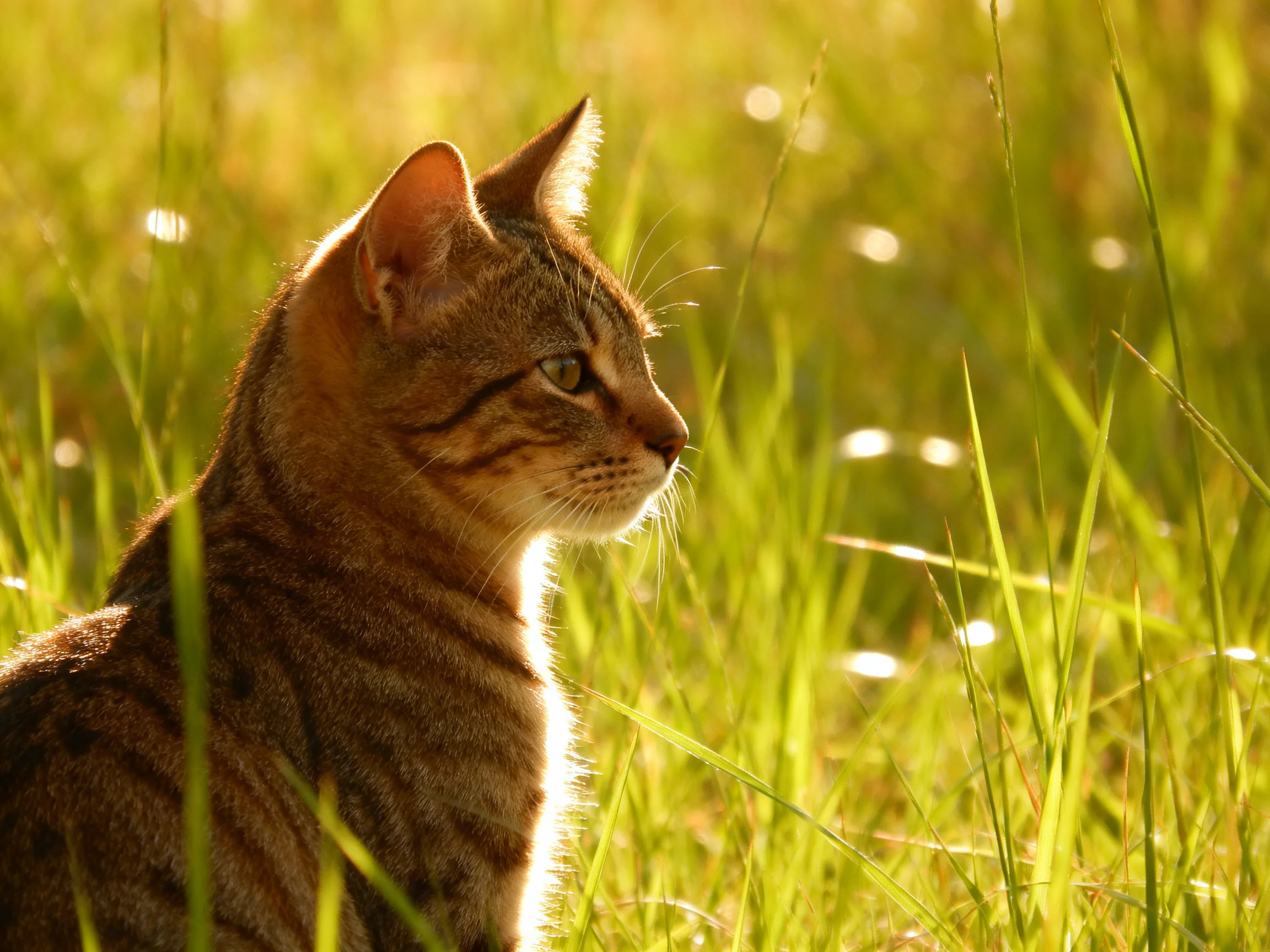 A striped tabby cat in tall golden-green grass under sunlight