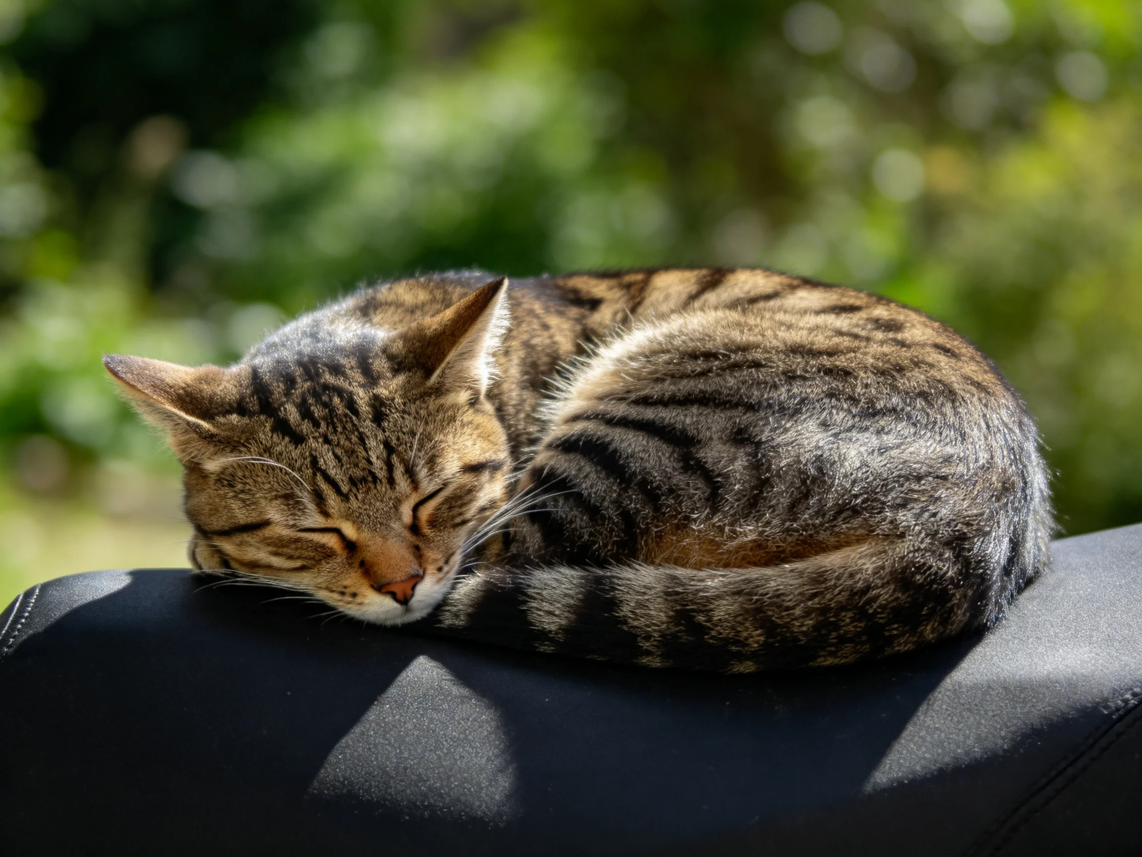 A striped tabby cat sleeps peacefully on a dark fabric surface in bright outdoor setting.