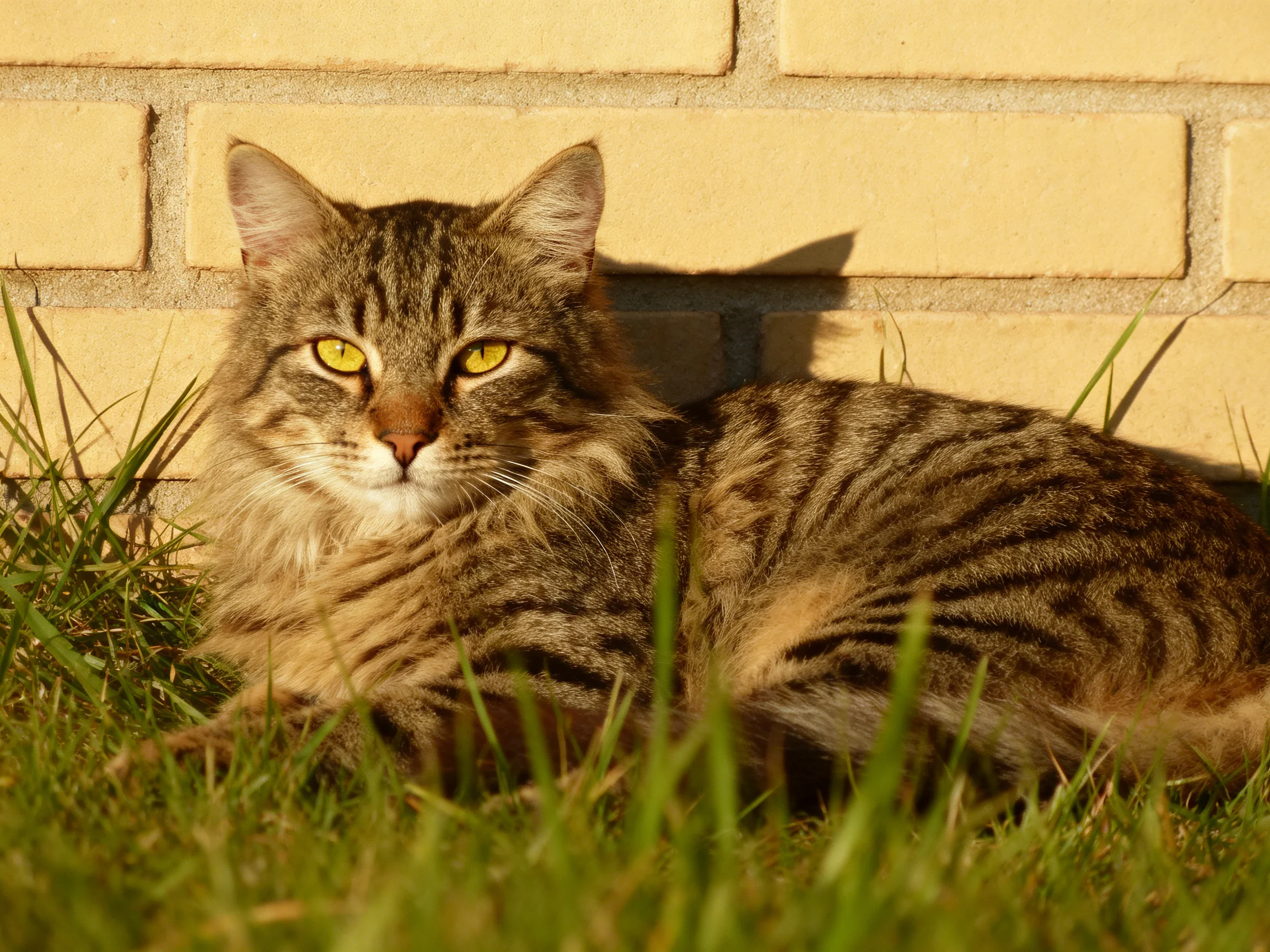 A striped tabby cat relaxes in grass next to a yellow brick wall.