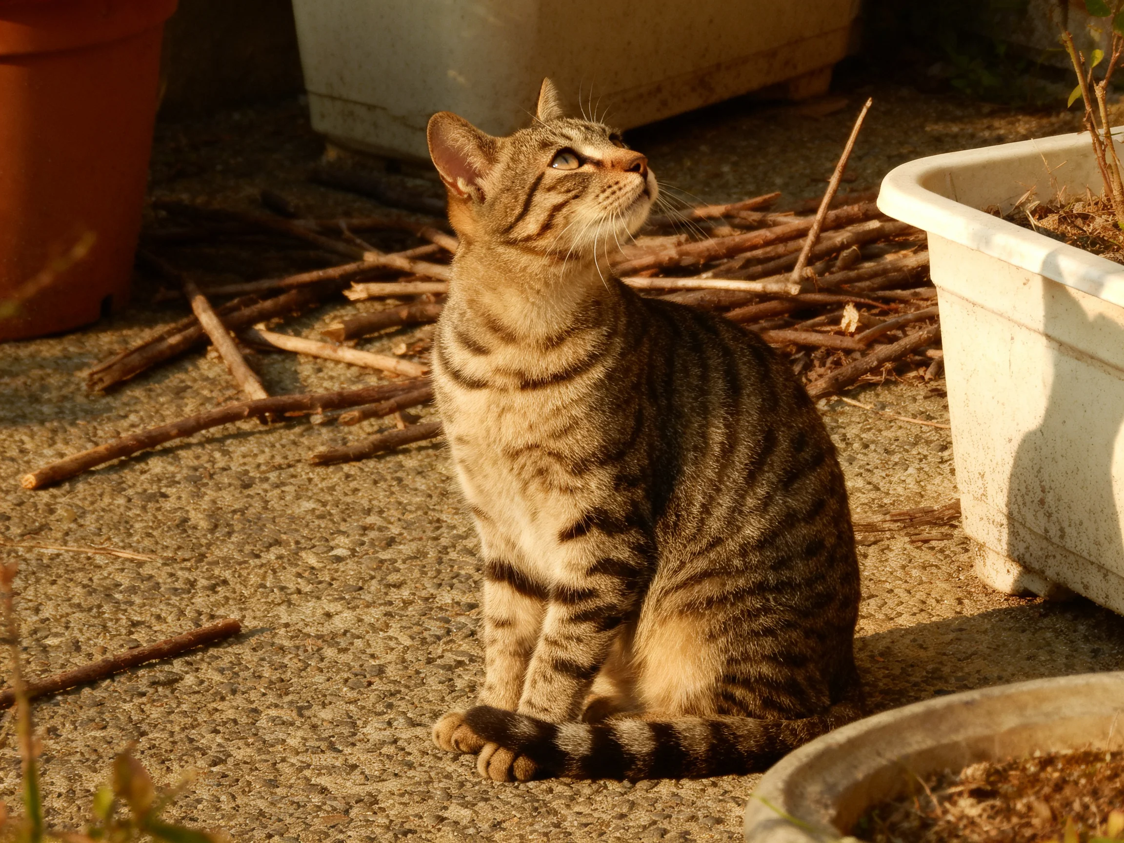 A striped tabby cat sits outdoors near twigs and plant containers.