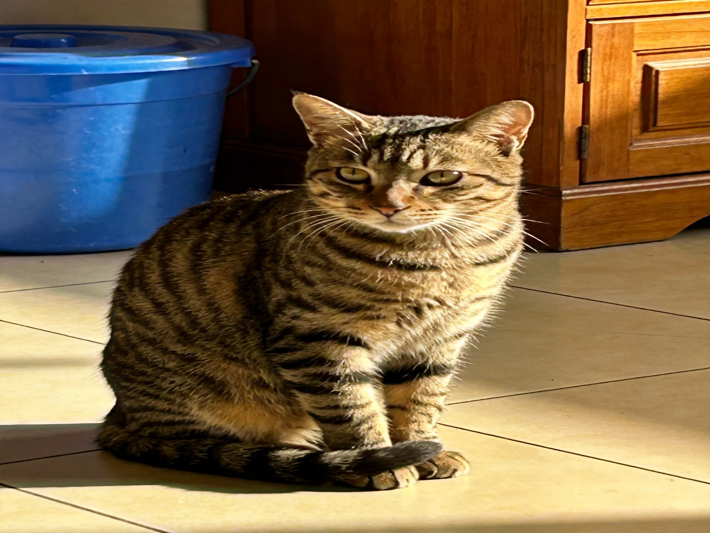 A tabby cat sits calmly on tiled flooring beside household items.