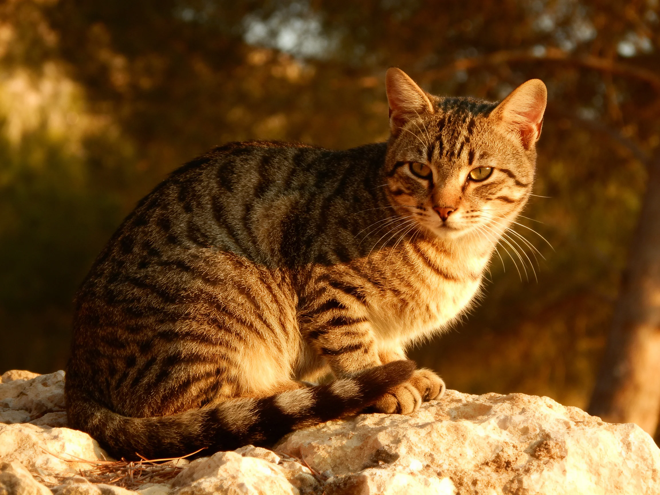 A striped tabby cat sits on rugged rocks in golden sunlight