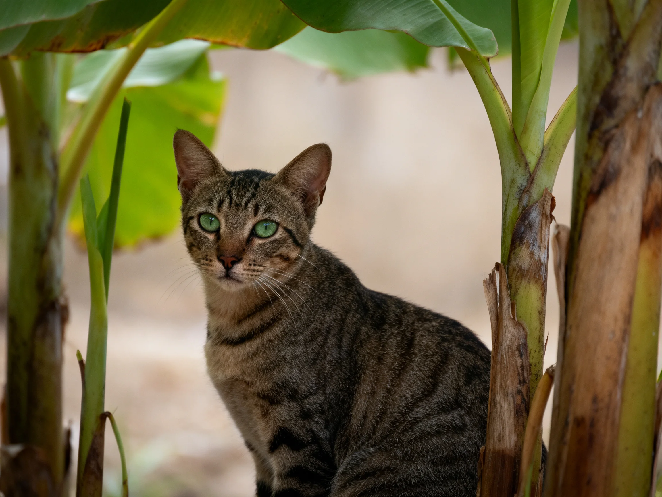 A tabby cat with green eyes rests among large green foliage