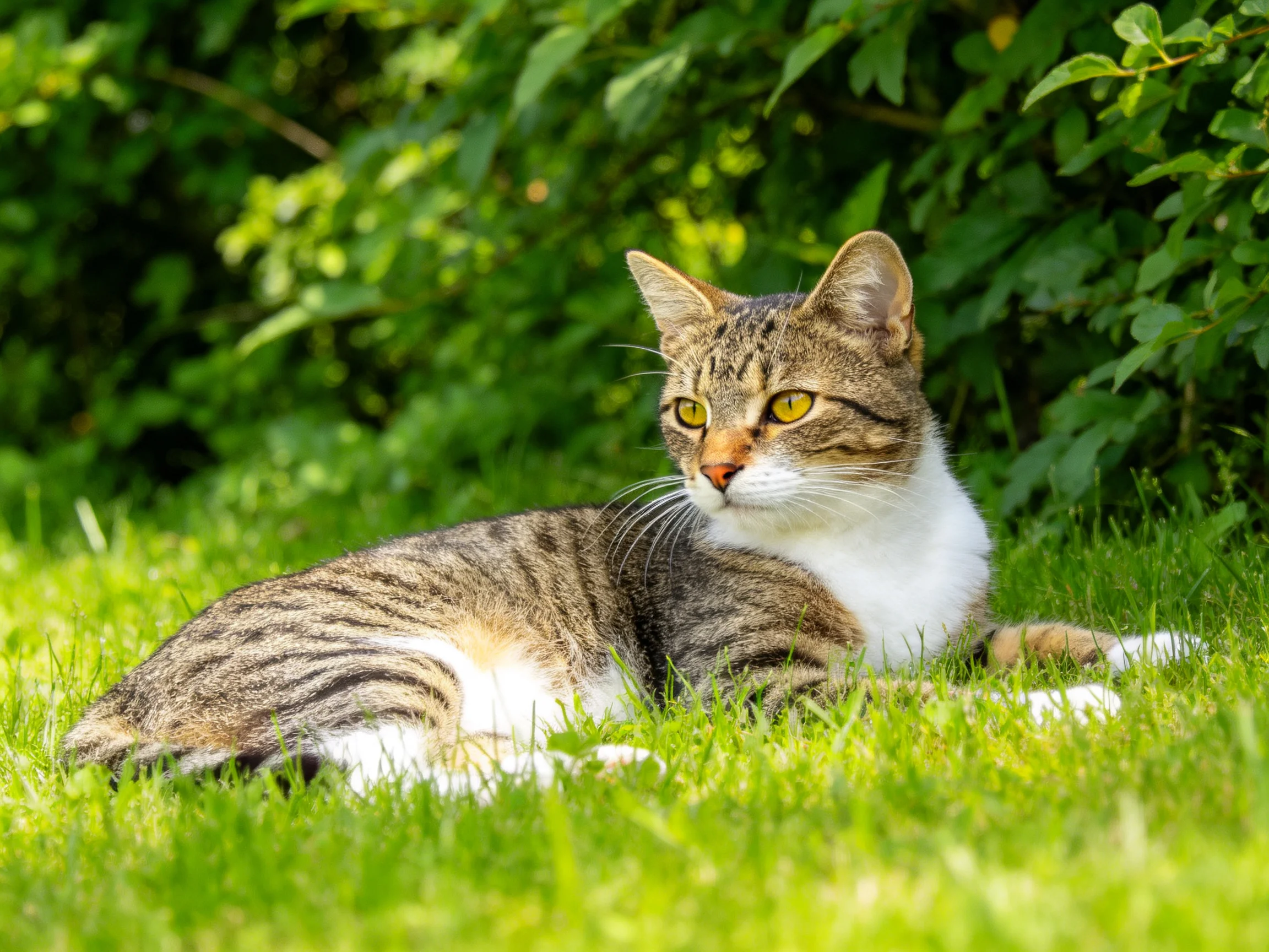A tabby and white cat relaxes on green grass near leafy bushes in bright sunlight.