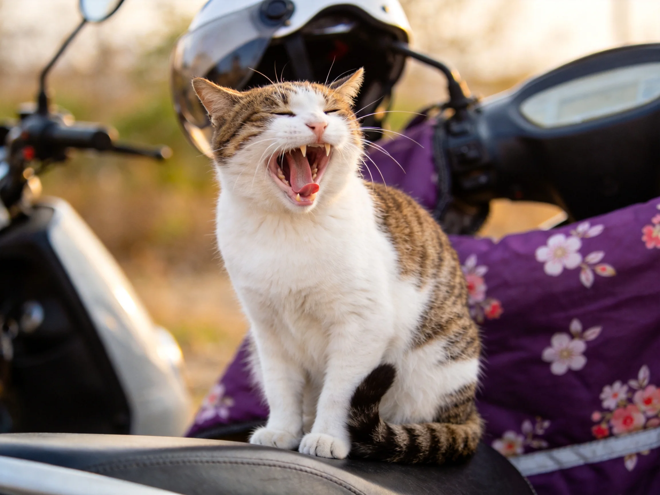 A tabby and white cat yawns atop a purple floral motorbike seat
