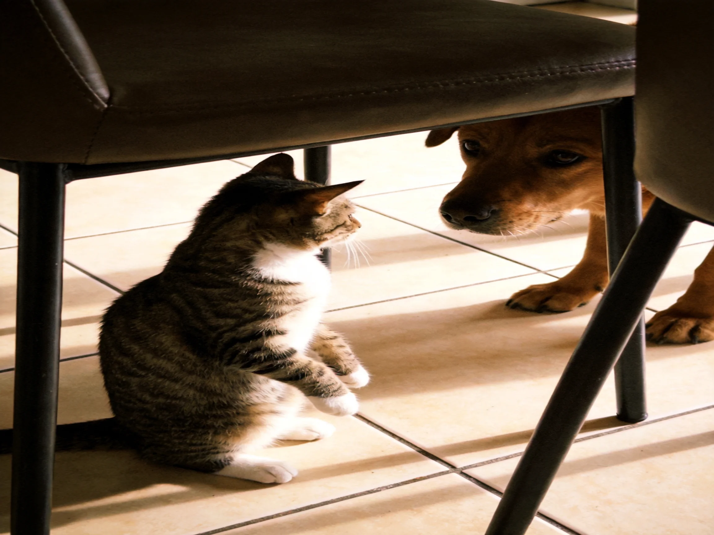 A tabby cat and brown dog interact under dark leather chairs on tiled flooring