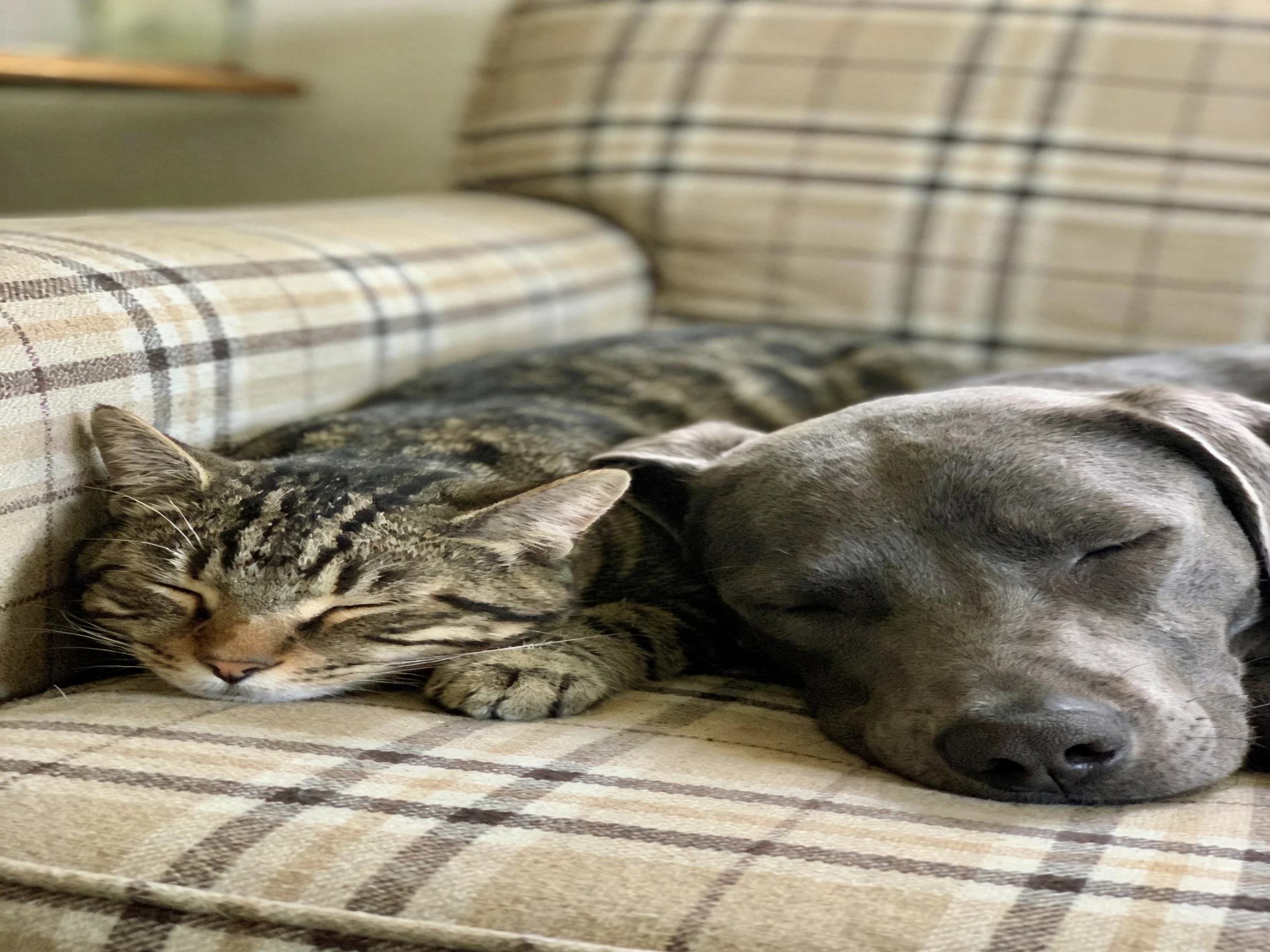 A tabby cat and gray dog sleep side by side on a plaid couch